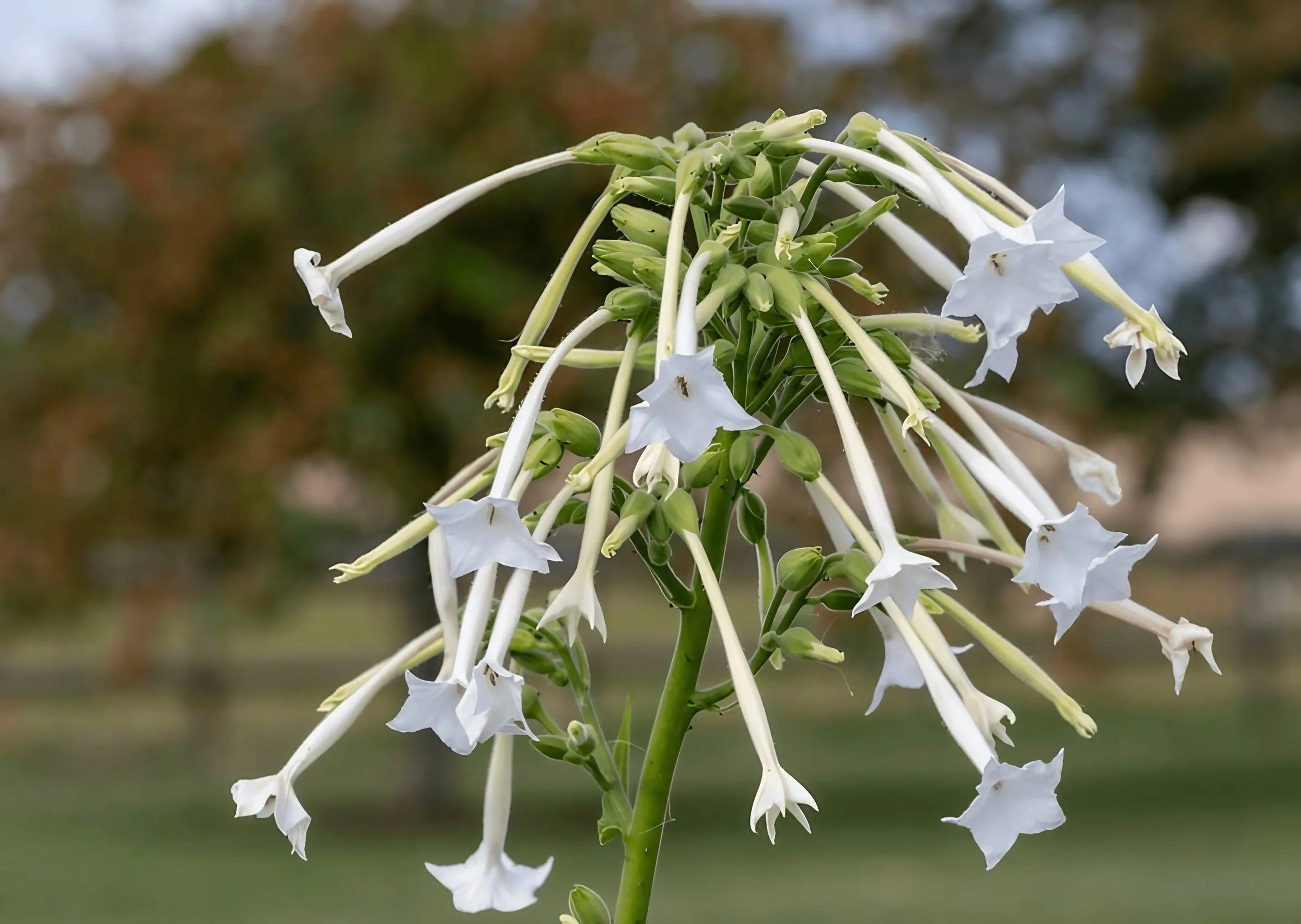 Nicotiana White Trumpets - REGN