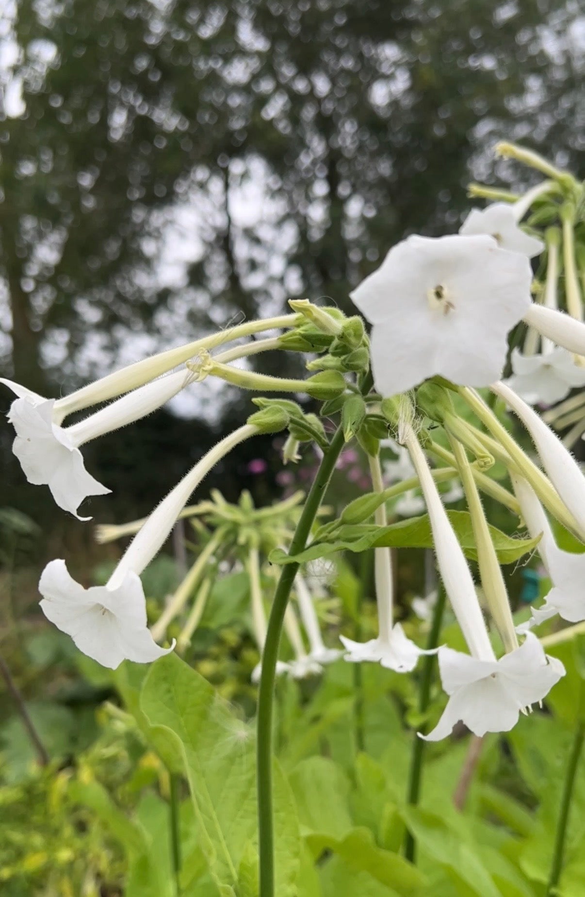 Nicotiana White Trumpets - REGN
