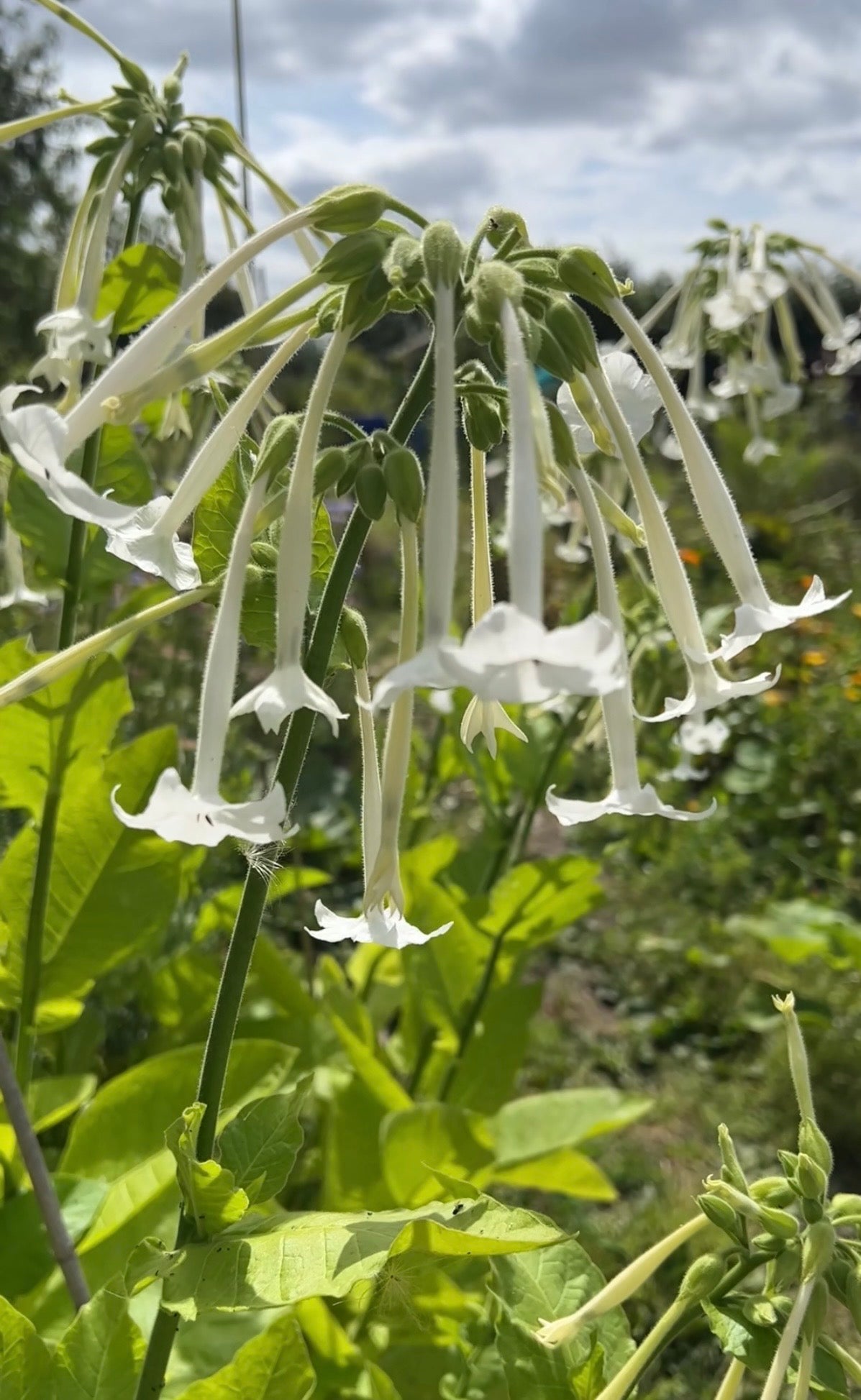 Nicotiana White Trumpets - REGN