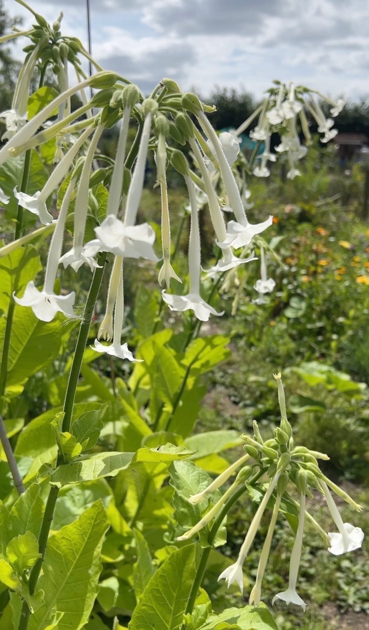 Nicotiana White Trumpets - REGN