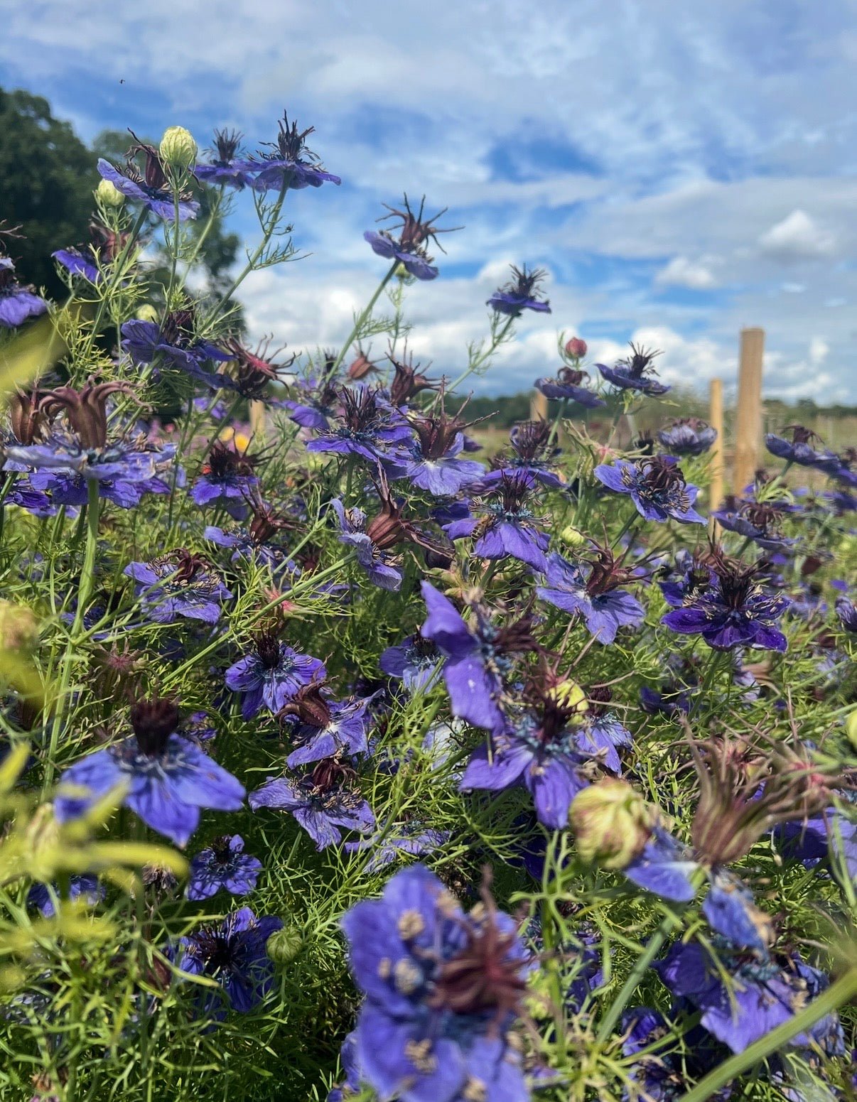 Nigella hispanica - REGN