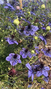 Nigella hispanica - REGN