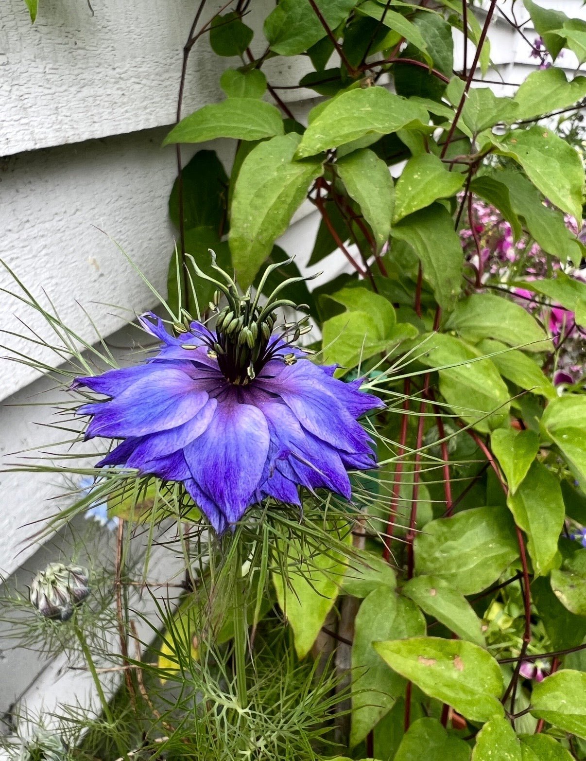 Nigella hispanica - REGN