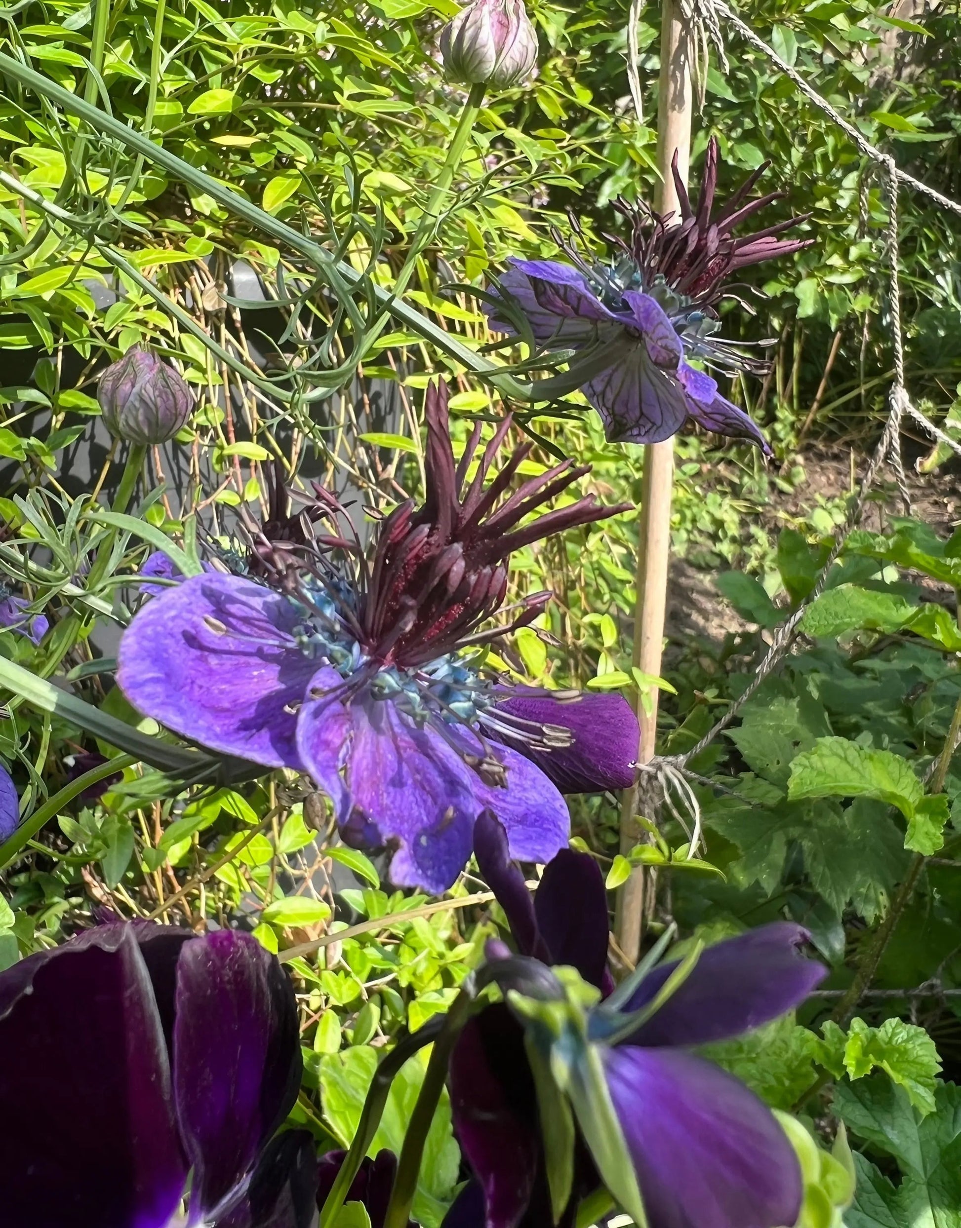 Nigella hispanica - REGN