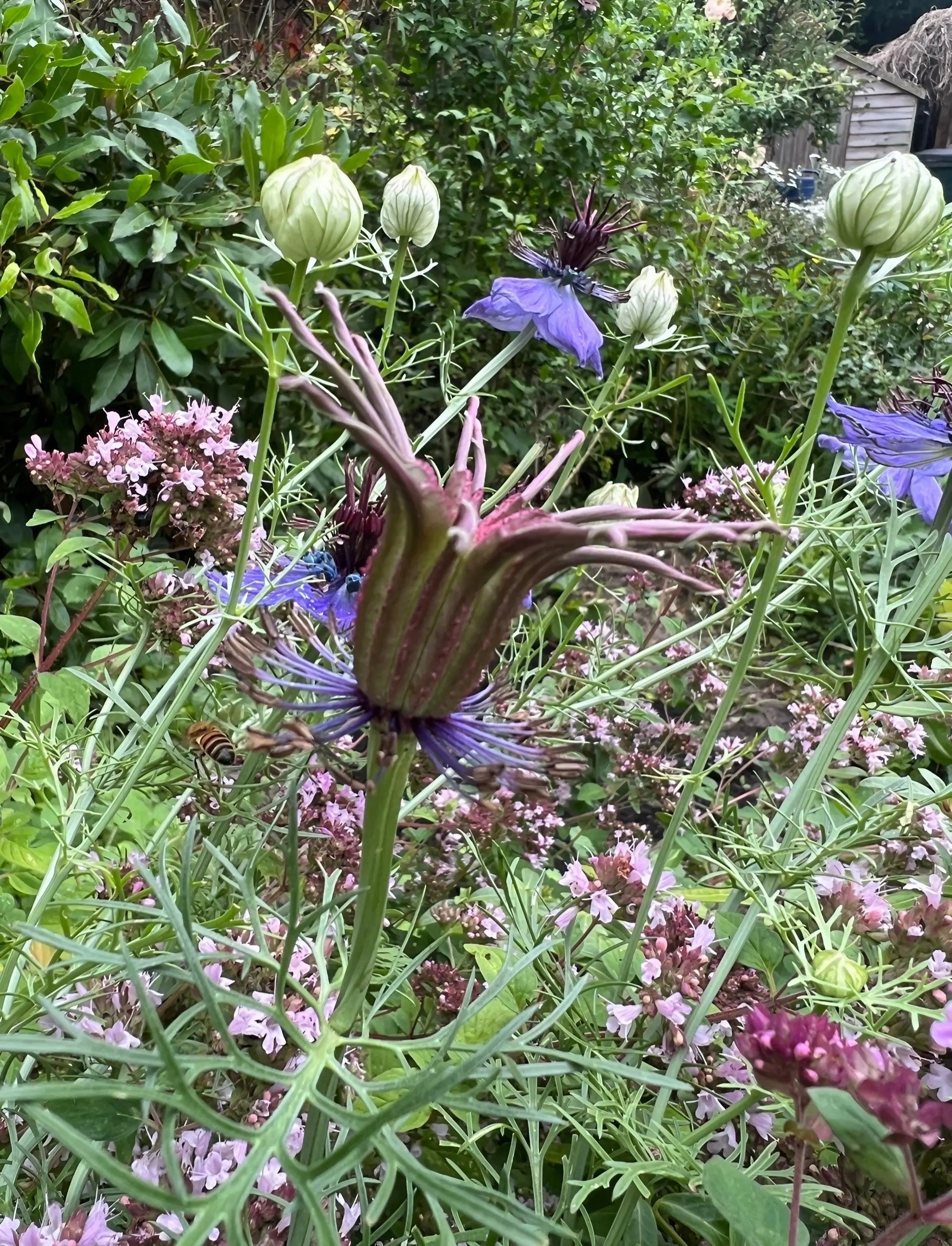 Nigella hispanica - REGN