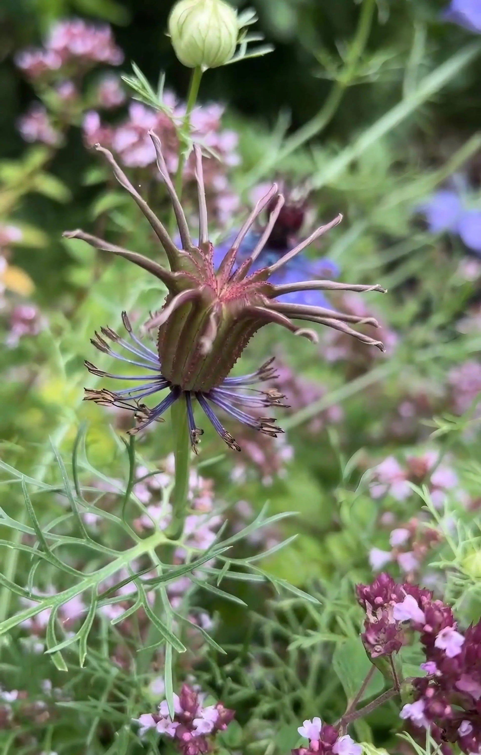 Nigella hispanica - REGN