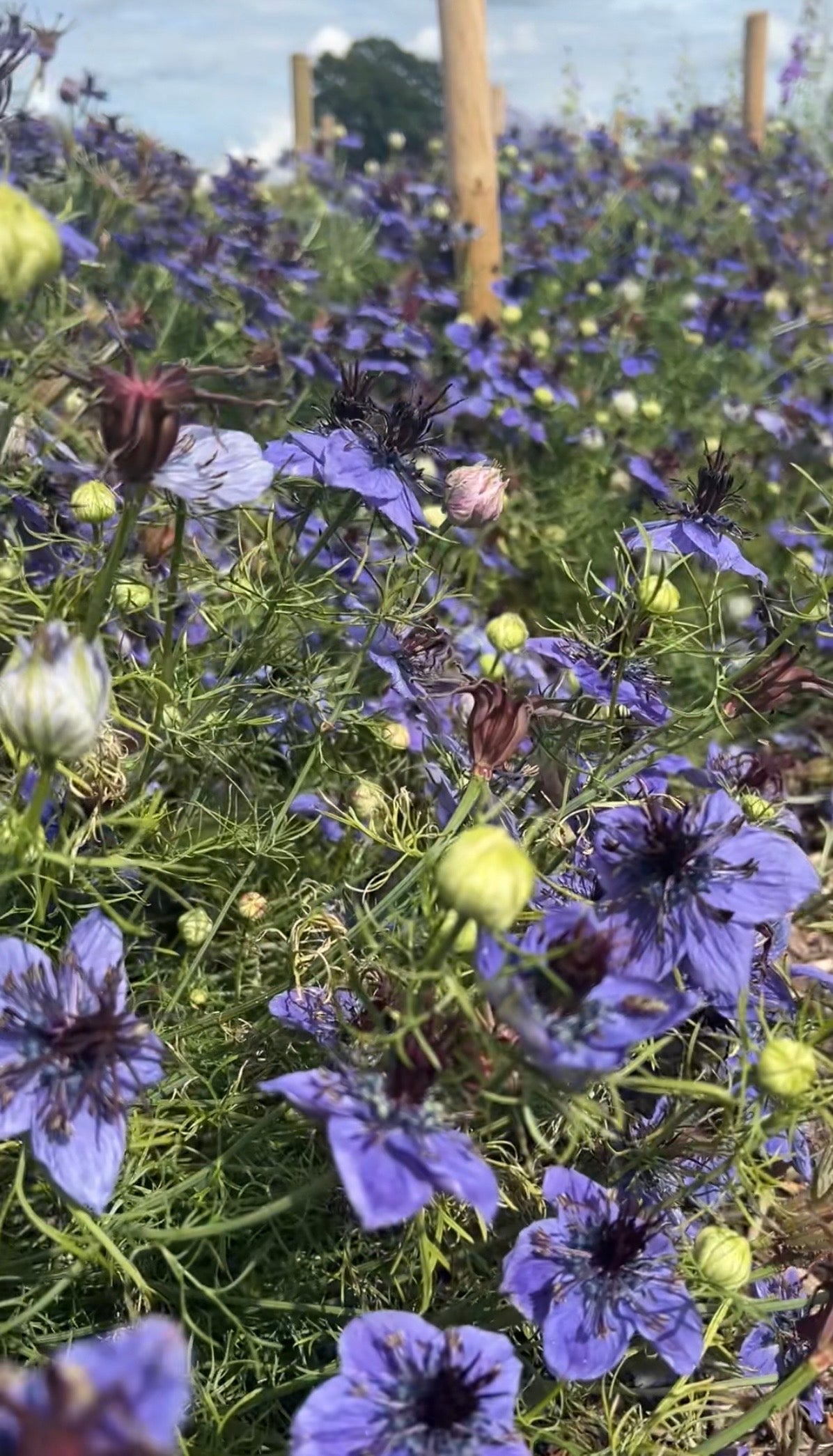 Nigella hispanica - REGN
