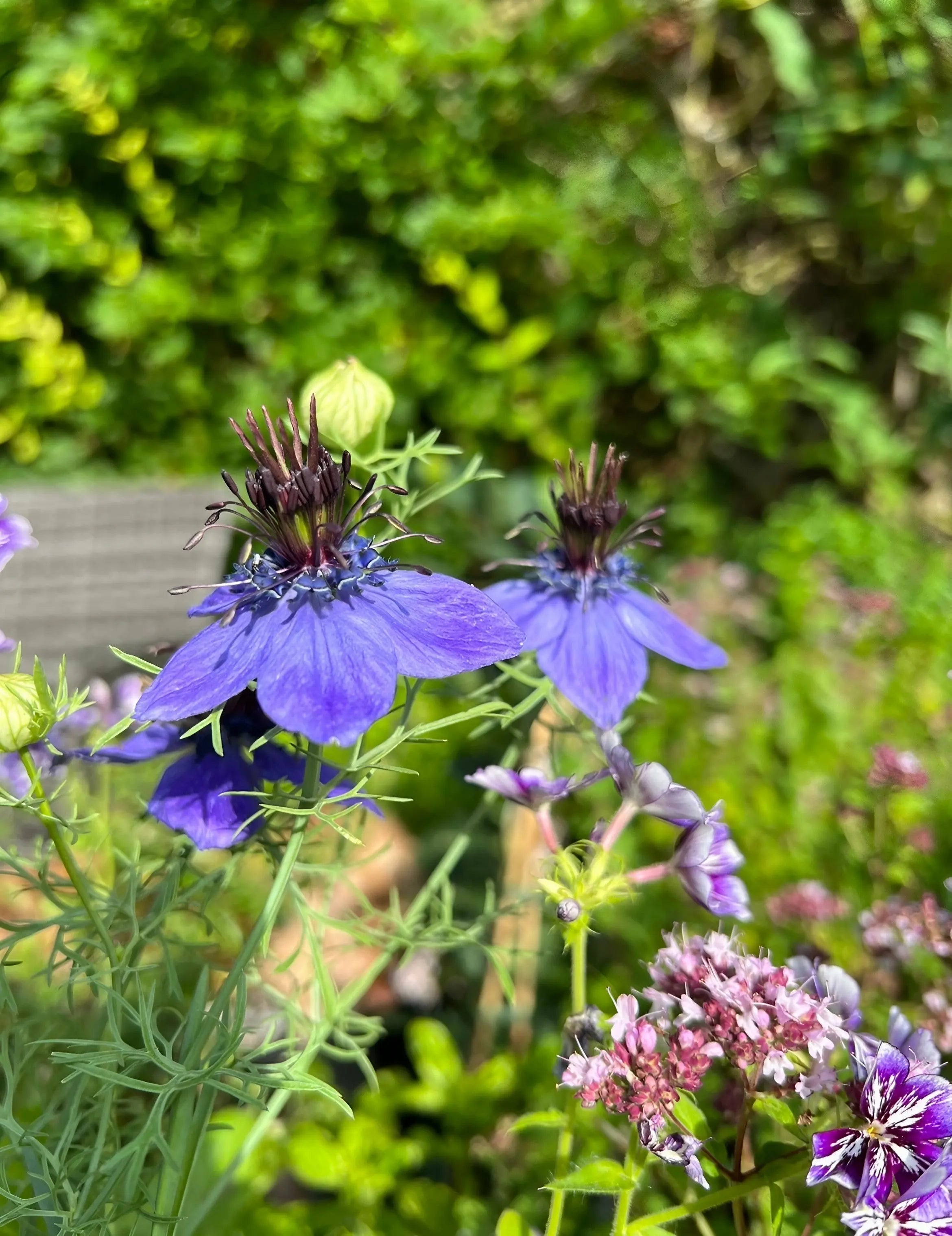 Nigella hispanica - REGN