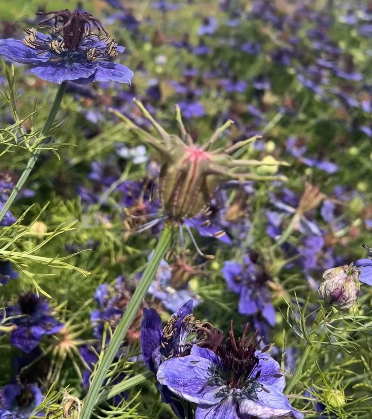 Nigella hispanica - REGN