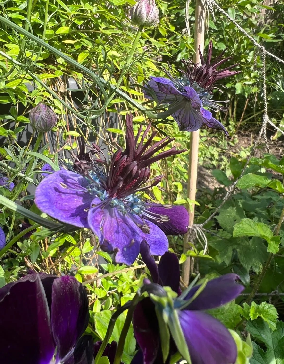Nigella hispanica - REGN
