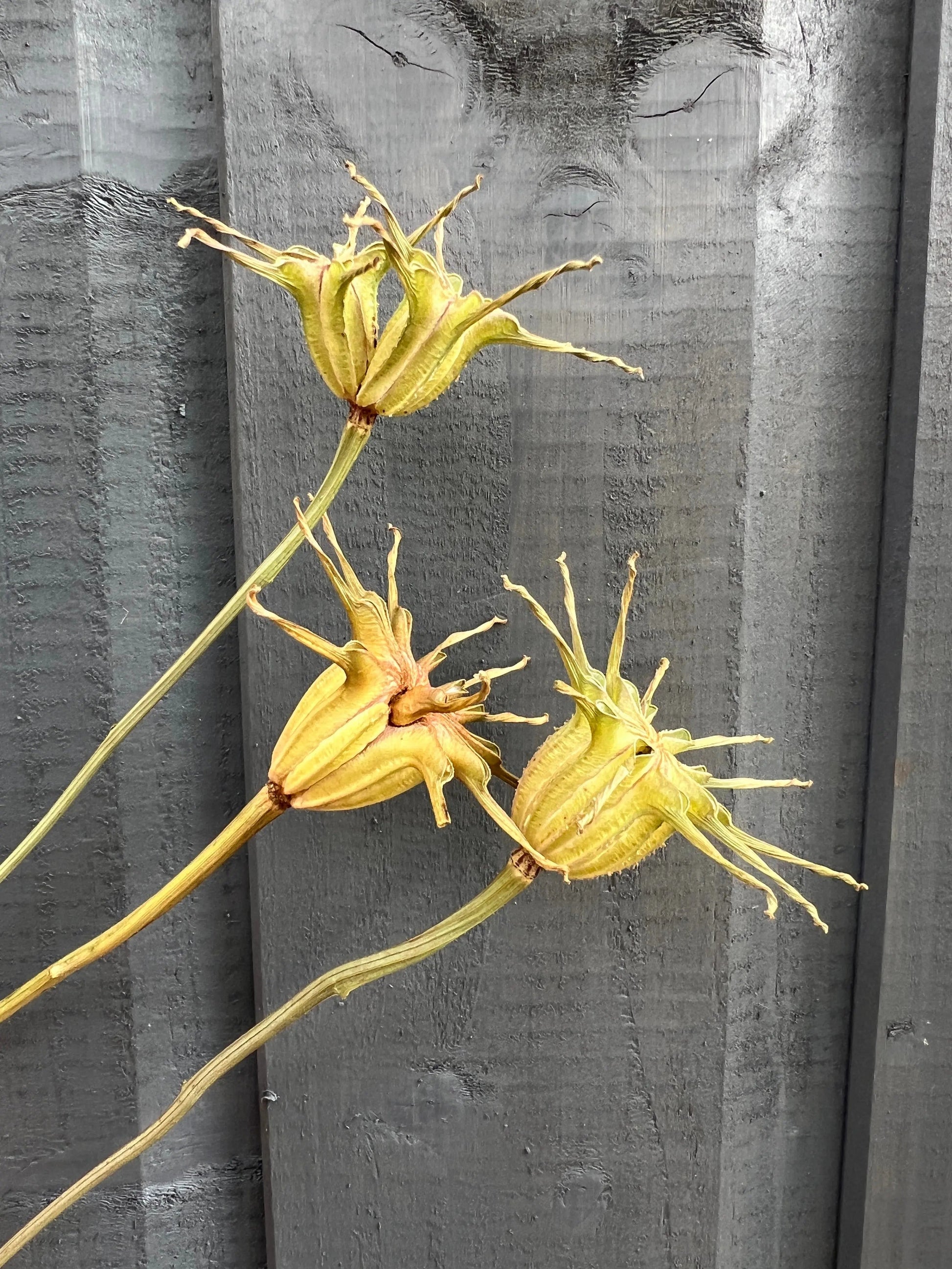 Nigella Hispanica Seed Heads Dried - REGN