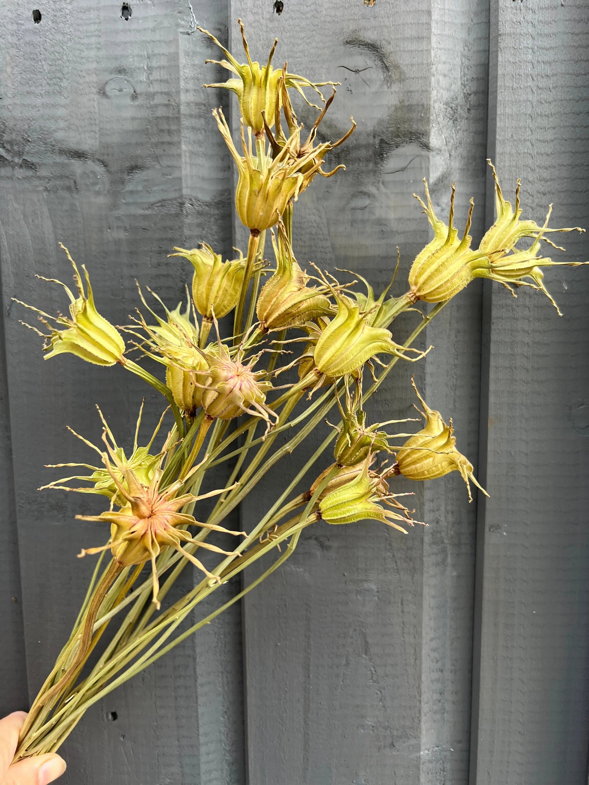 Nigella Hispanica Seed Heads Dried - REGN