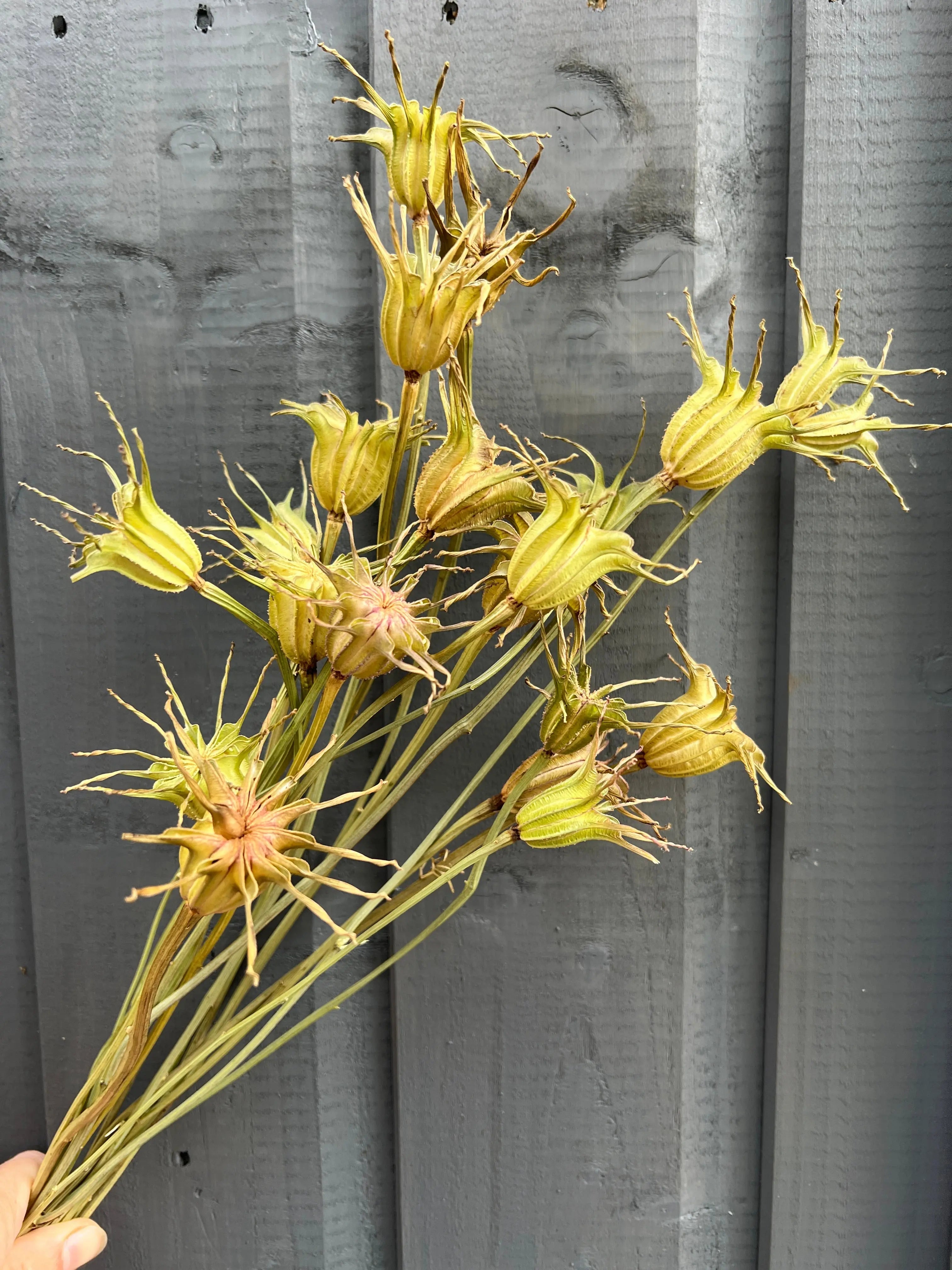 Nigella Hispanica Seed Heads Dried - REGN