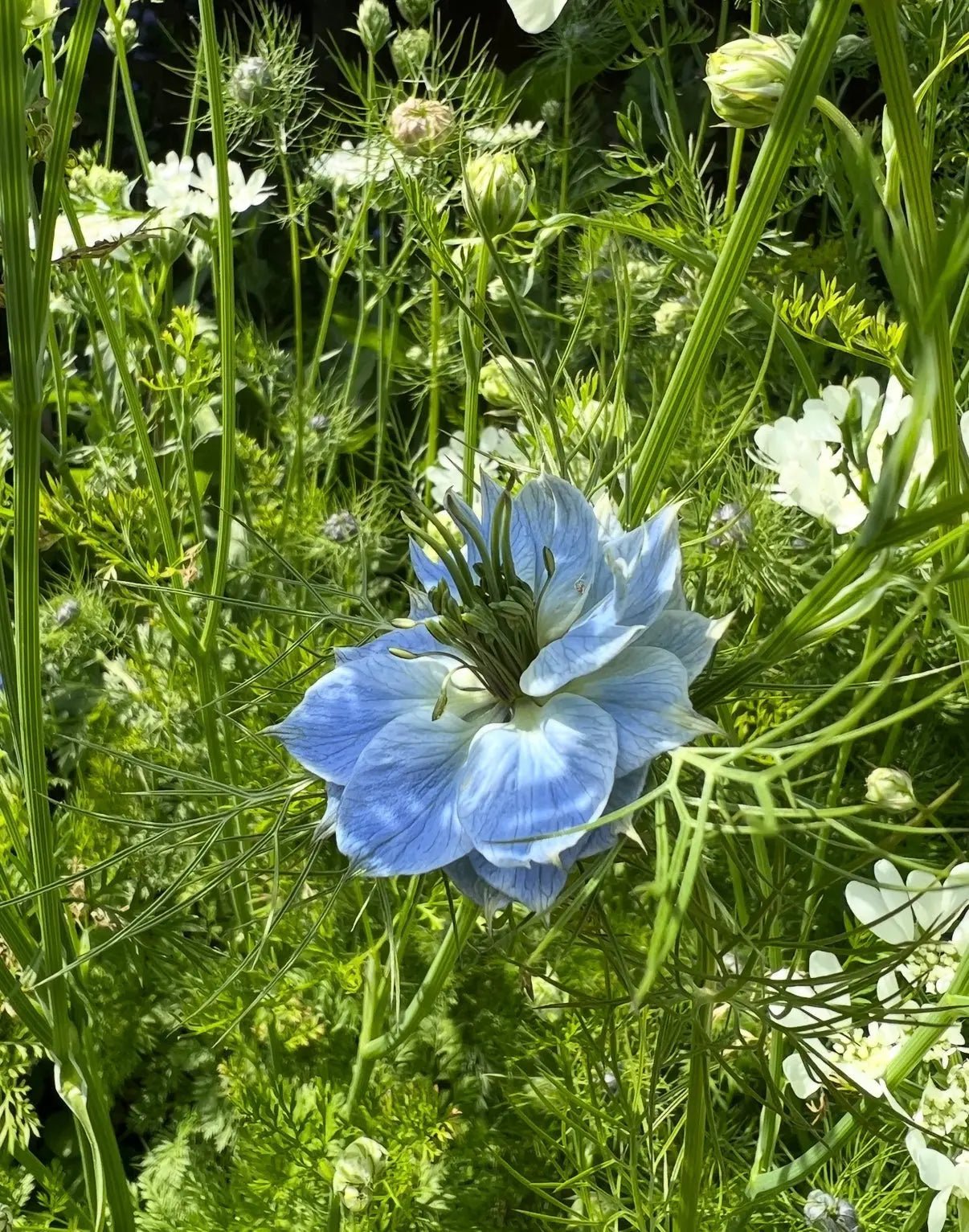 Nigella 'Miss Jekyll' Blue (Love-in-a-mist) - REGN
