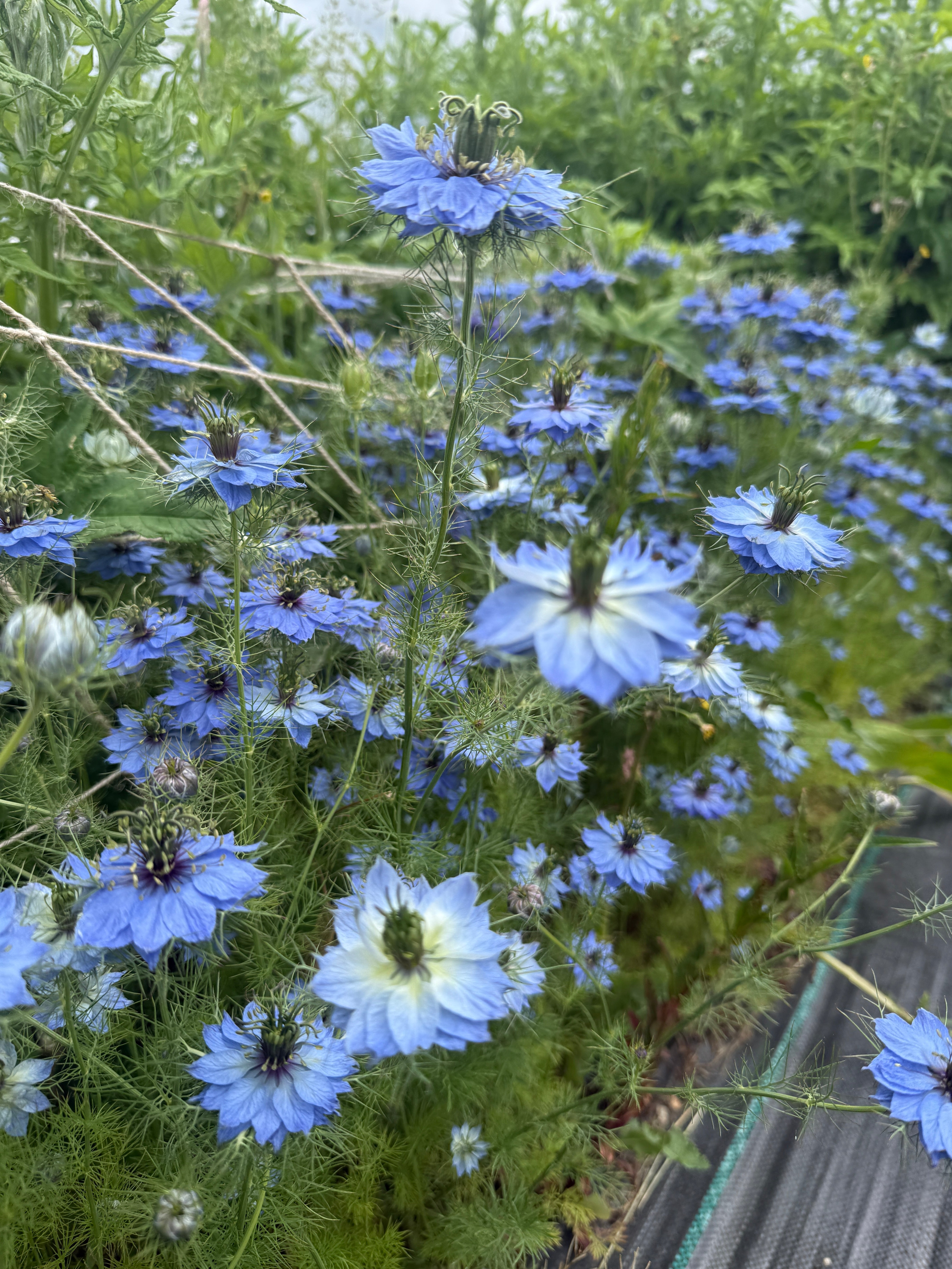 Nigella 'Miss Jekyll' Blue (Love-in-a-mist) - REGN