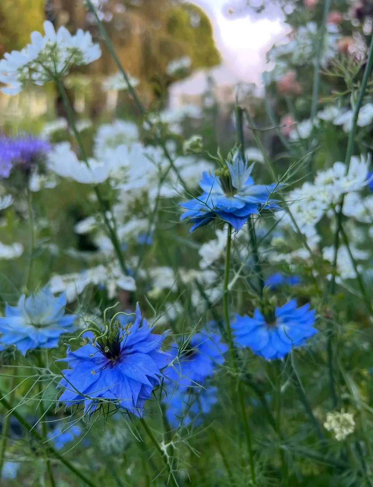 Nigella 'Miss Jekyll' Blue (Love-in-a-mist) - REGN
