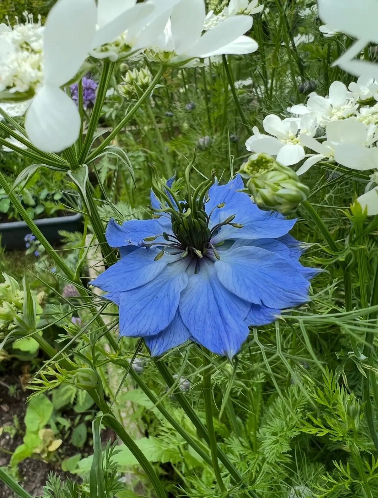 Nigella 'Miss Jekyll' Blue (Love-in-a-mist) - REGN