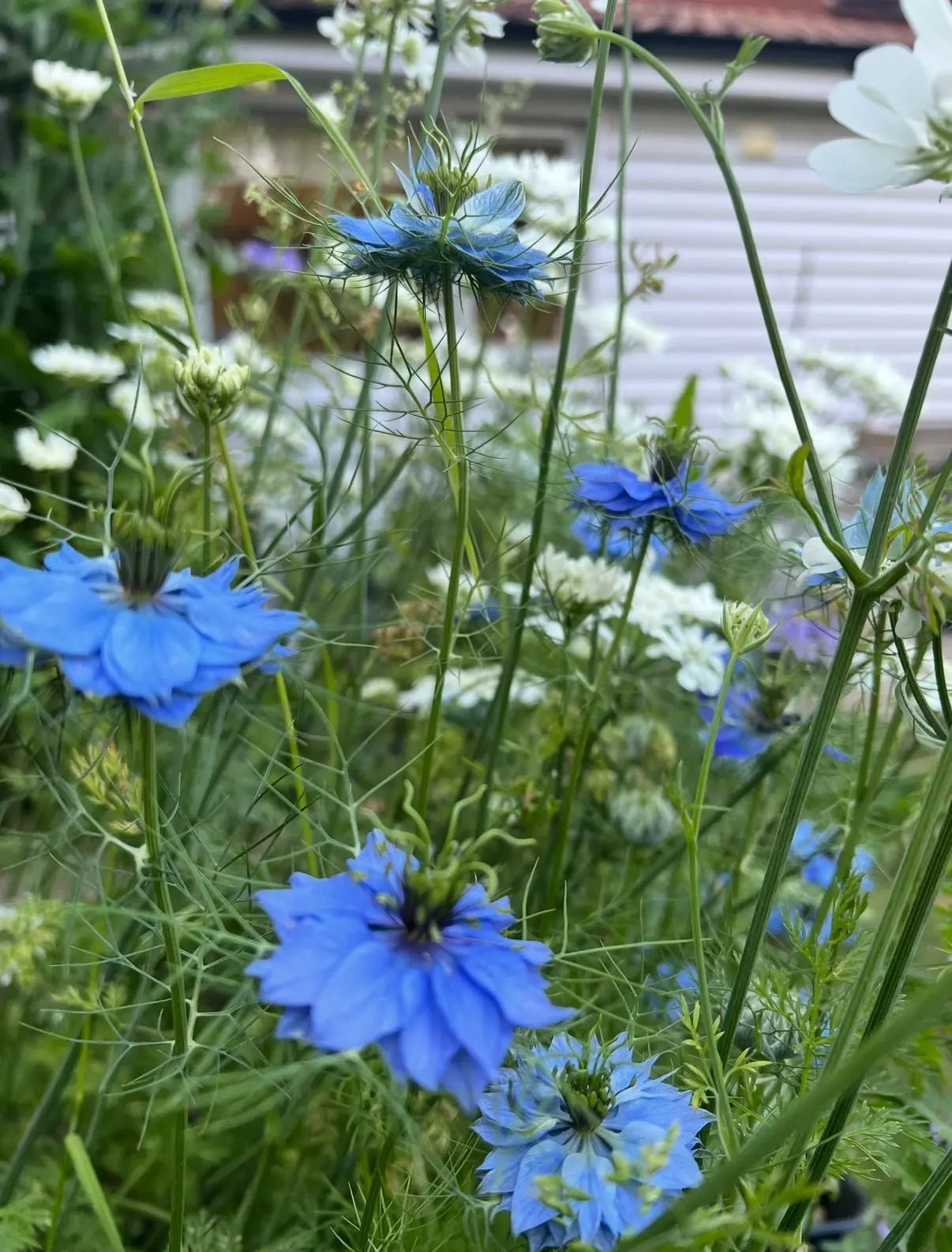 Nigella 'Miss Jekyll' Blue (Love-in-a-mist) - REGN