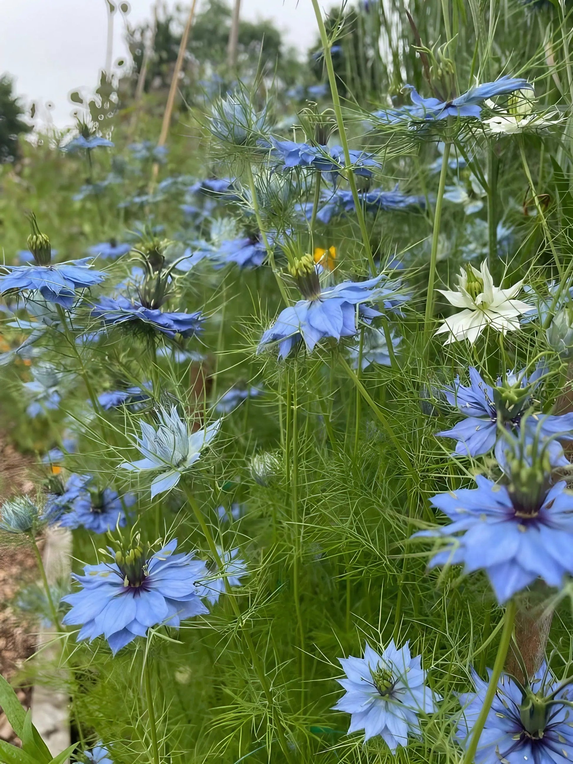 Nigella 'Miss Jekyll Mixed' (Love-in-a-mist) - REGN