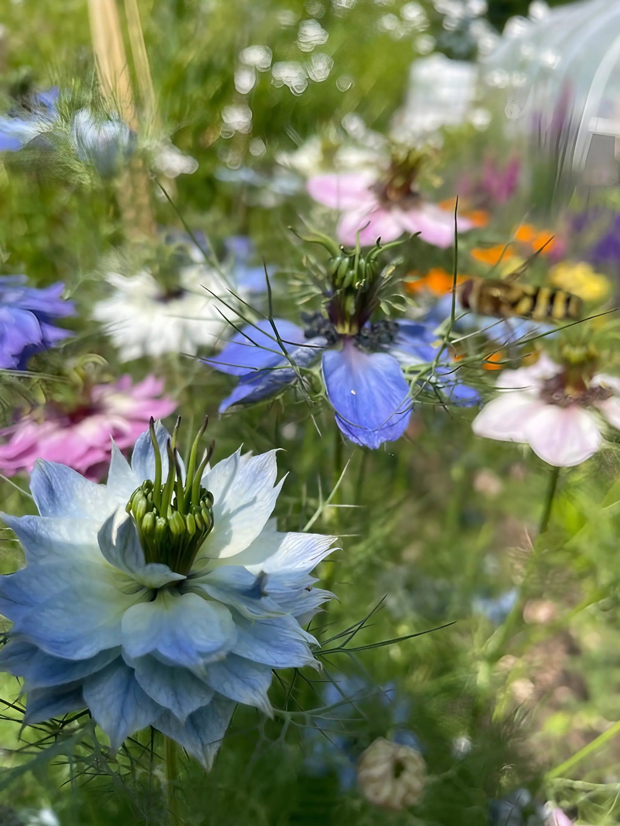 Nigella 'Miss Jekyll Mixed' (Love-in-a-mist) - REGN