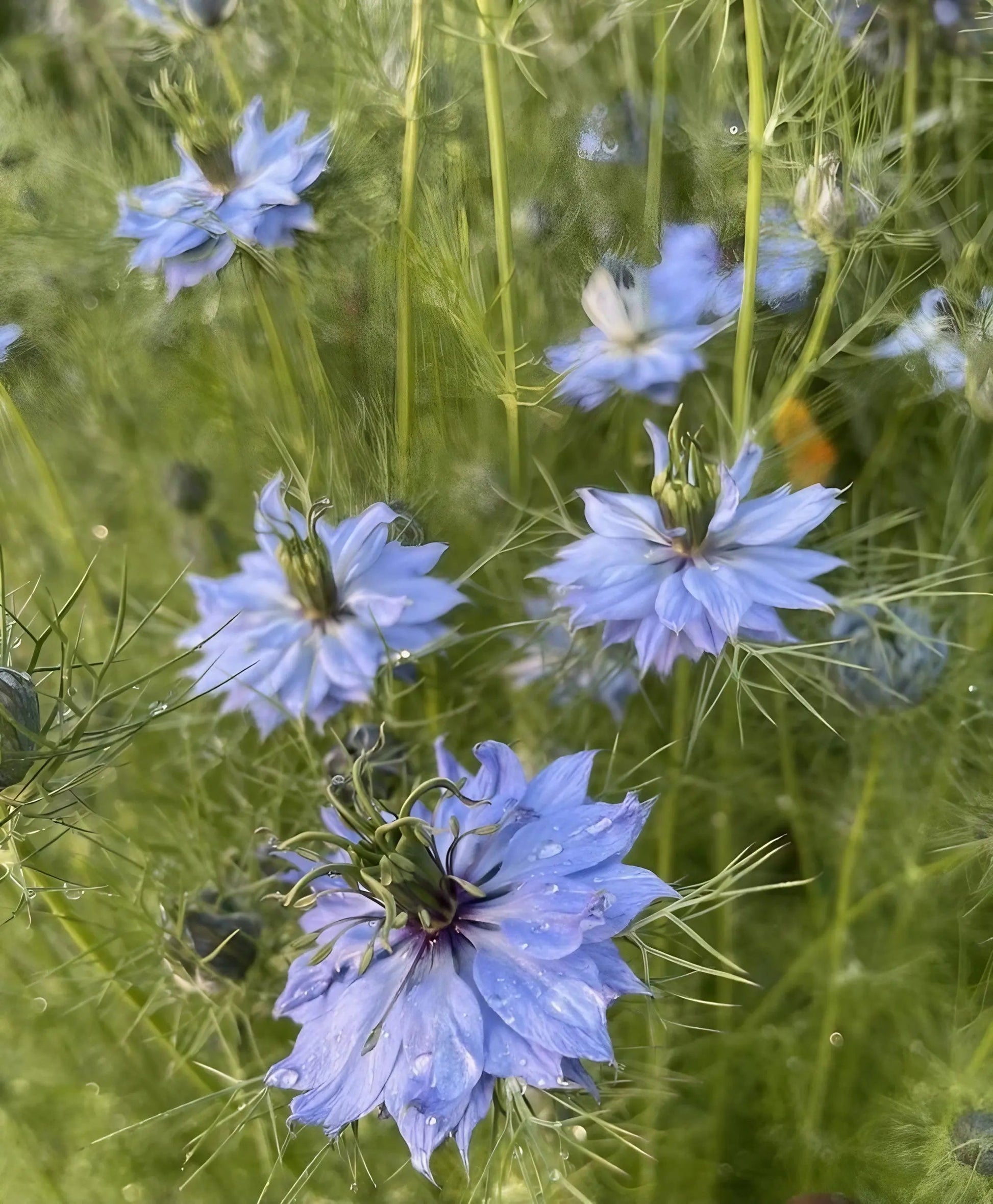 Nigella 'Miss Jekyll Mixed' (Love-in-a-mist) - REGN