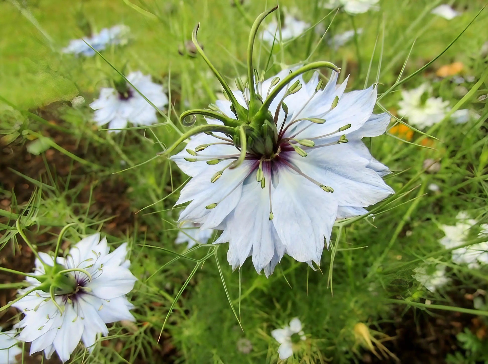 Nigella 'Miss Jekyll Mixed' (Love-in-a-mist) - REGN