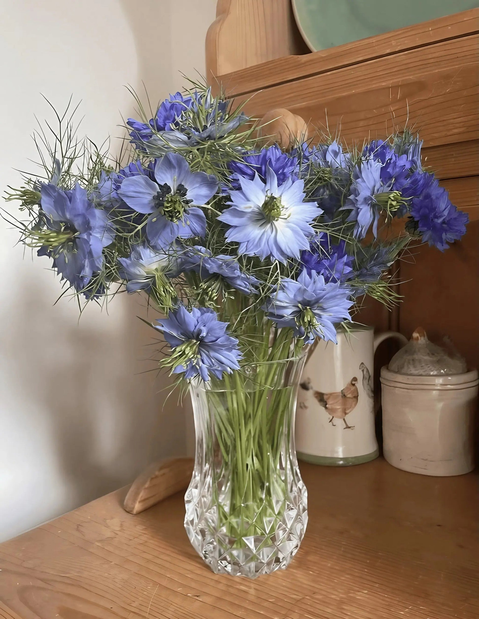 Nigella 'Miss Jekyll Mixed' (Love-in-a-mist) - REGN