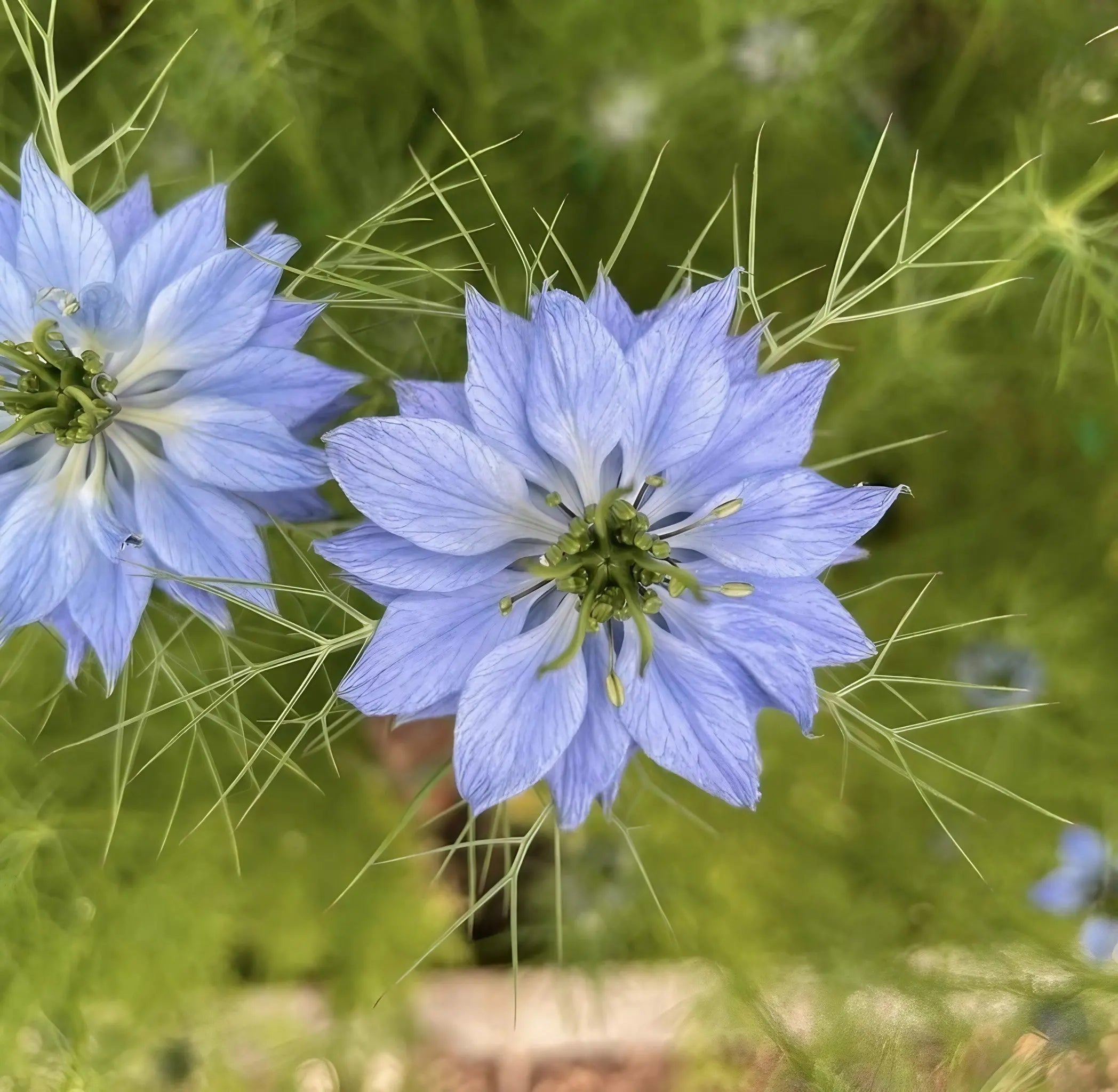 Nigella 'Miss Jekyll Mixed' (Love-in-a-mist) - REGN