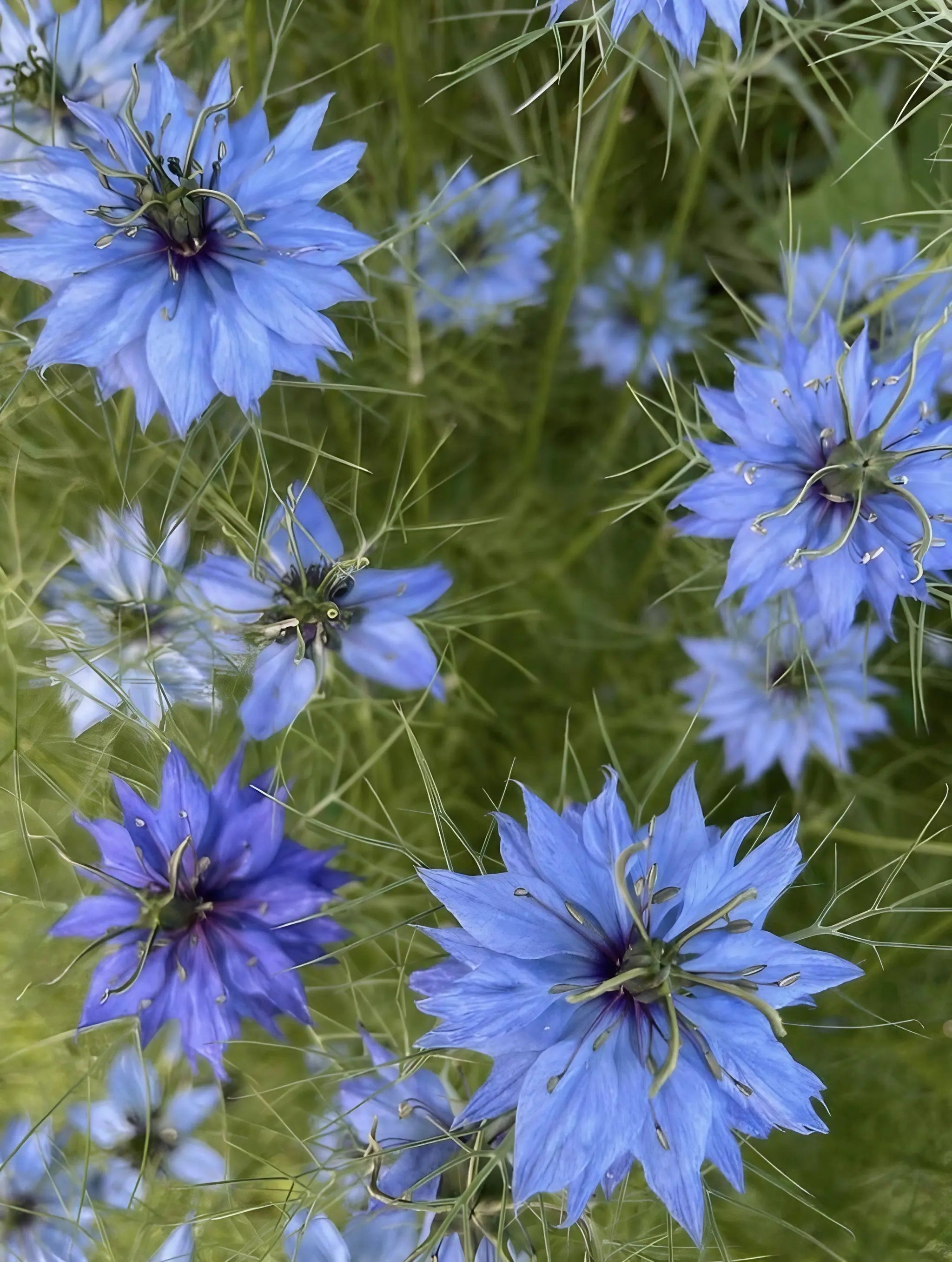 Nigella 'Miss Jekyll Mixed' (Love-in-a-mist) - REGN
