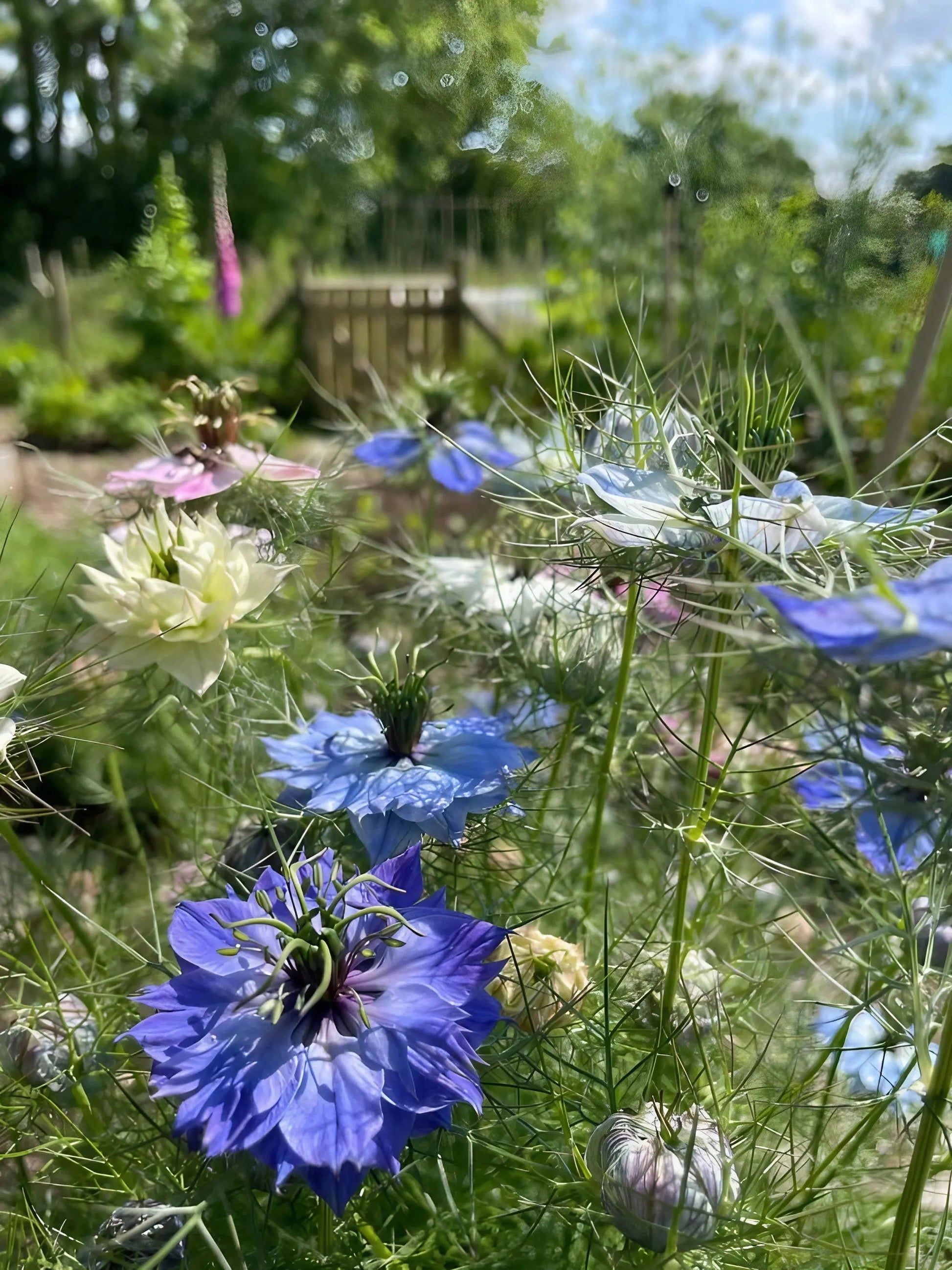Nigella 'Miss Jekyll Mixed' (Love-in-a-mist) - REGN