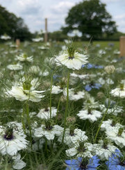 Nigella 'Miss Jekyll' White (Love-in-a-mist) - REGN