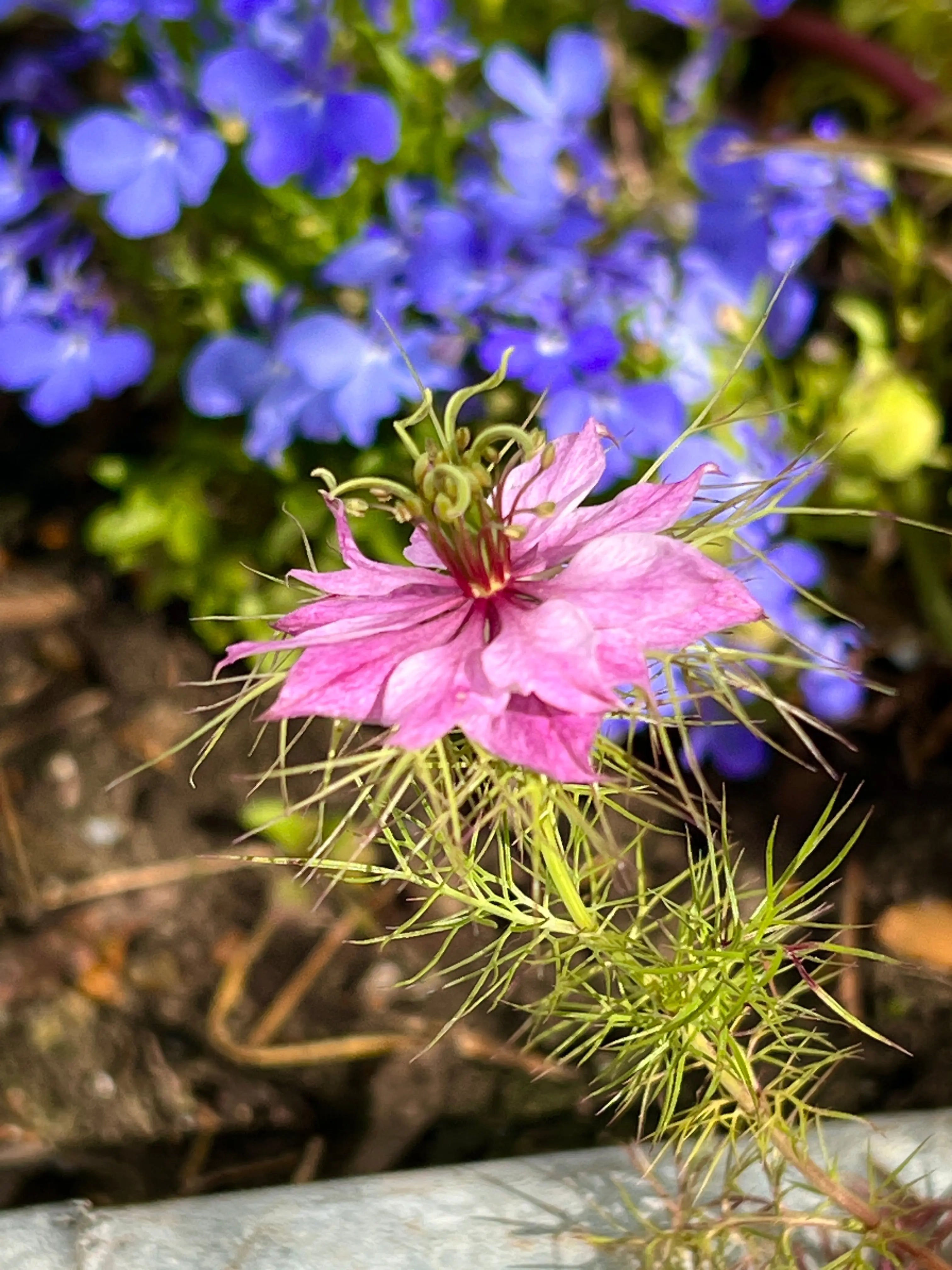 Nigella Mulberry Rose (Love-in-a-mist) - REGN