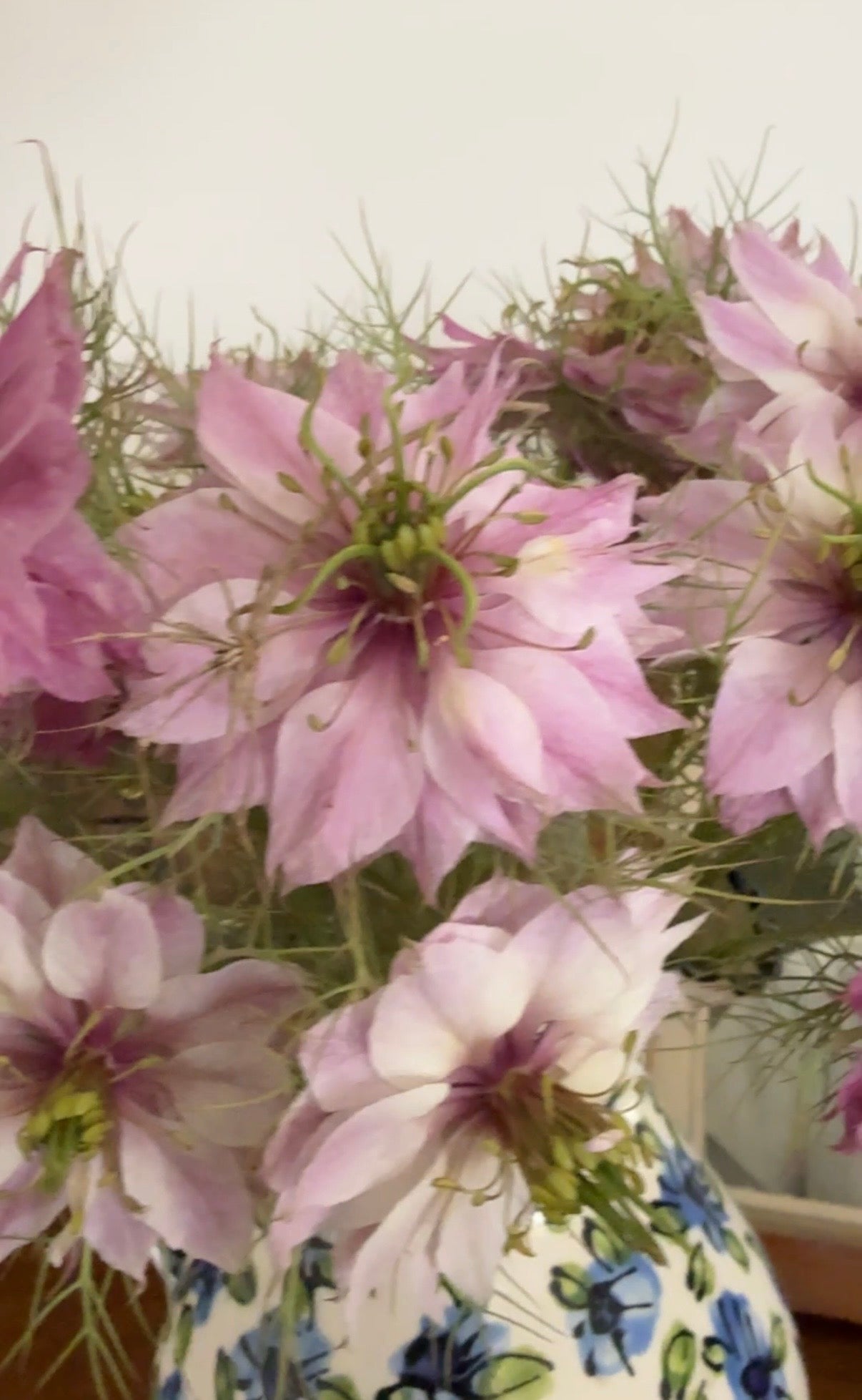 Nigella Mulberry Rose (Love-in-a-mist) - REGN