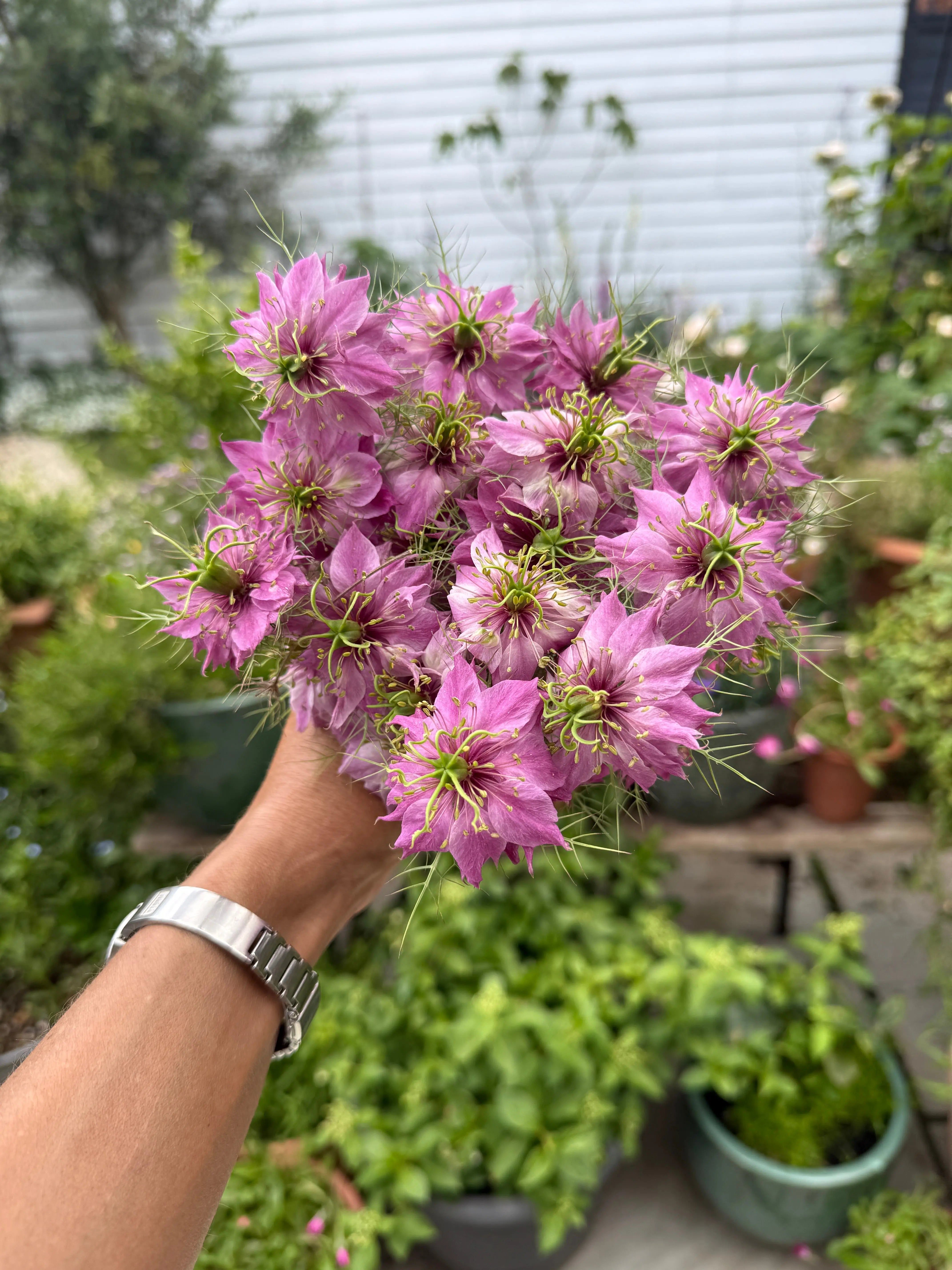 Nigella Mulberry Rose (Love-in-a-mist) - REGN