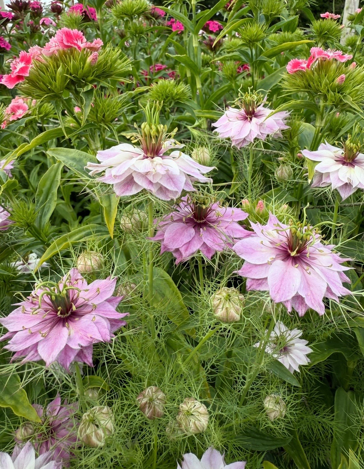 Nigella Mulberry Rose (Love-in-a-mist) - REGN