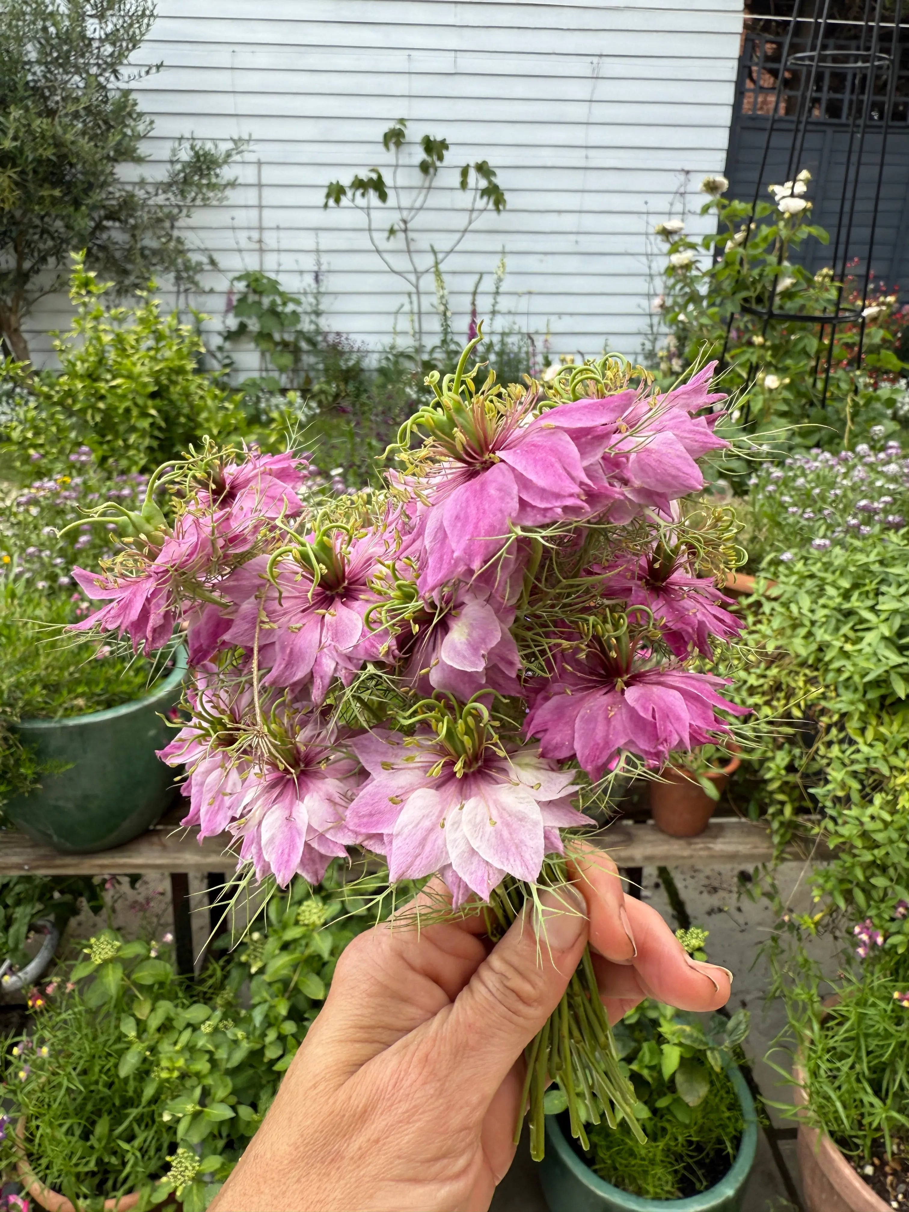 Nigella Mulberry Rose (Love-in-a-mist) - REGN