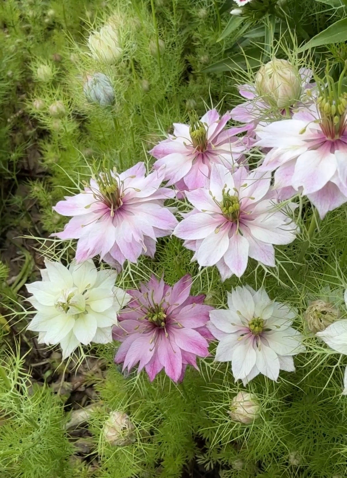 Nigella Mulberry Rose (Love-in-a-mist) - REGN