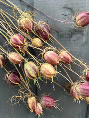 Nigella Seeds Heads Dried - REGN