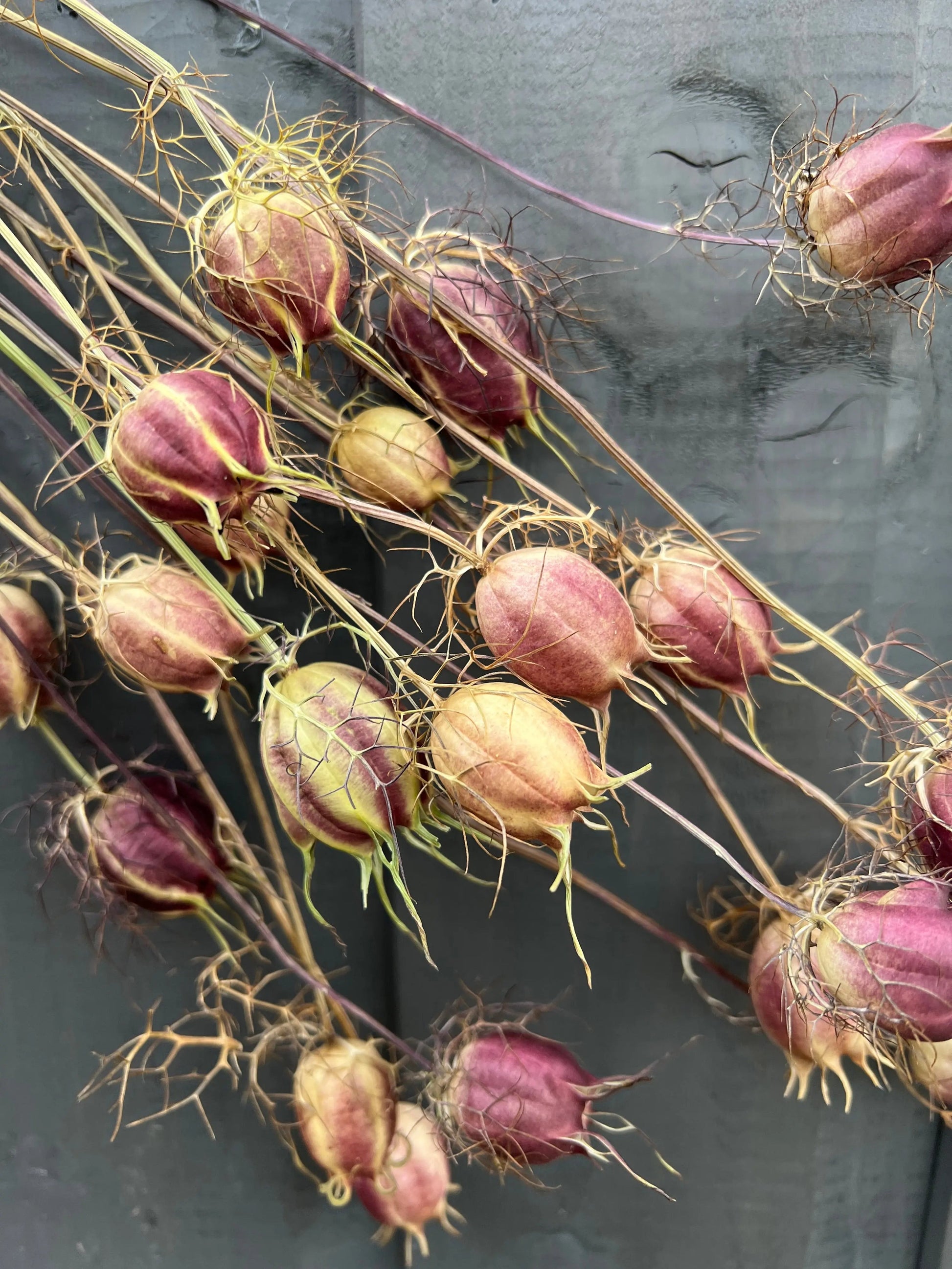 Nigella Seeds Heads Dried - REGN