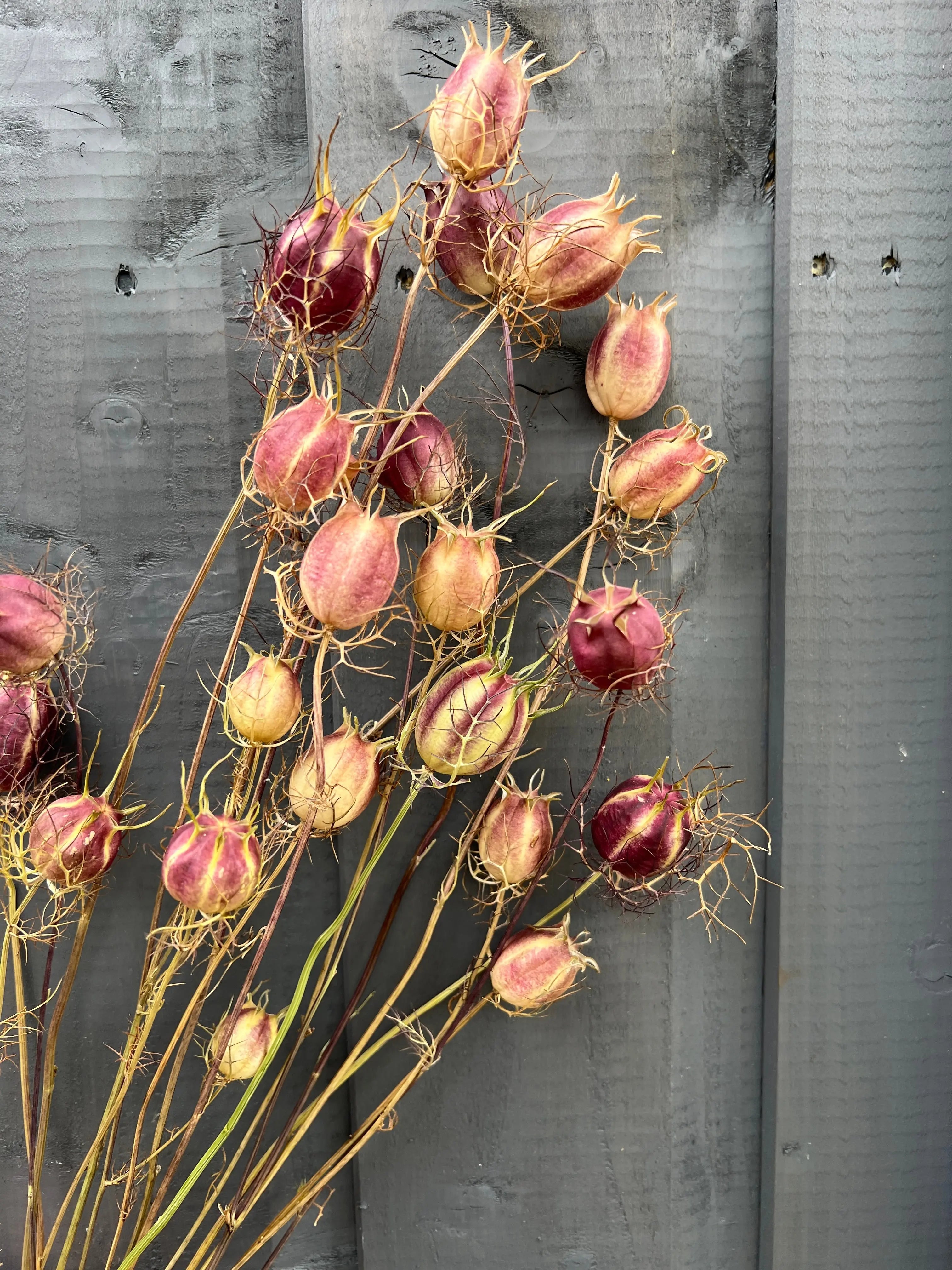 Nigella Seeds Heads Dried - REGN