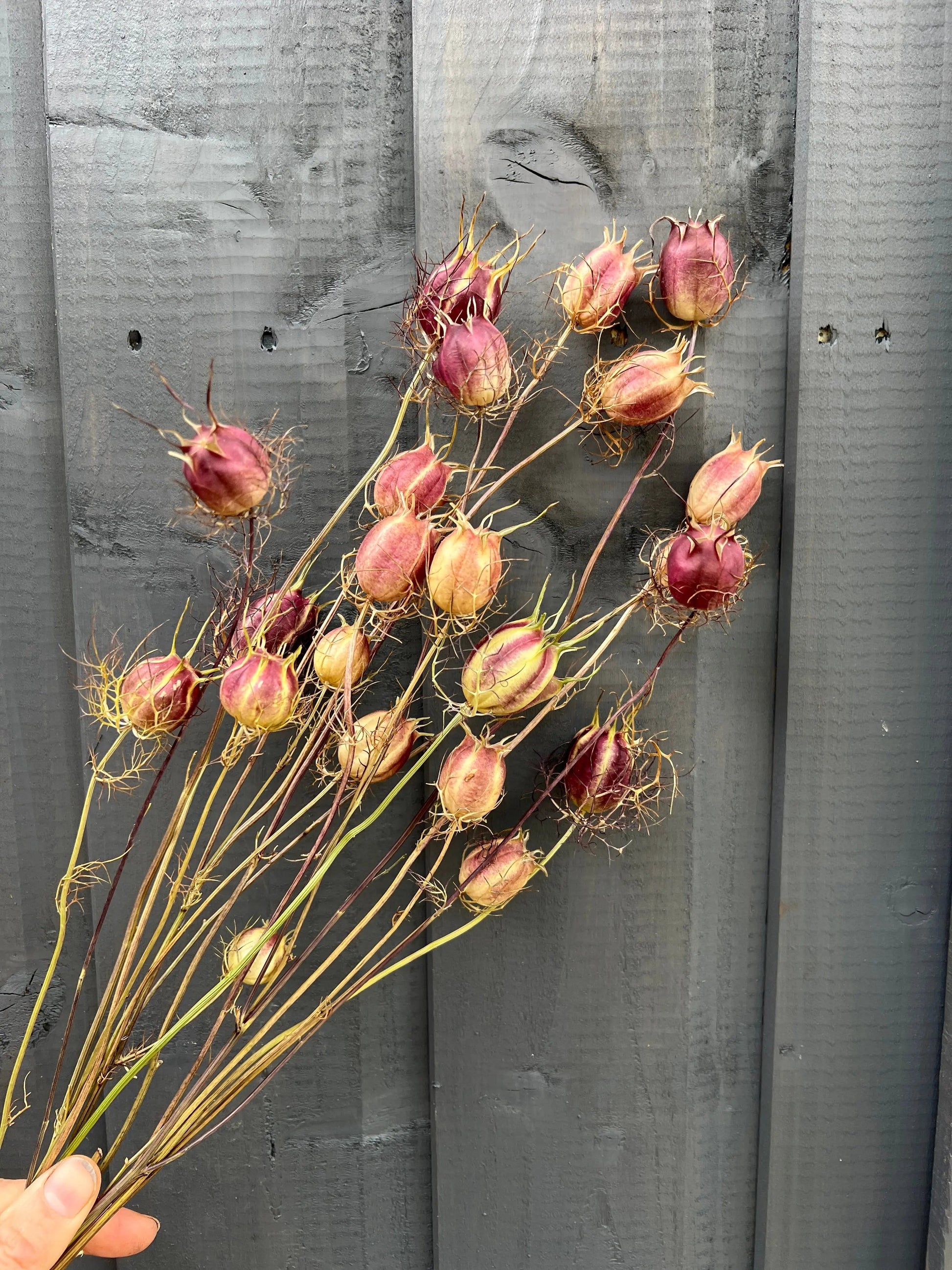 Nigella Seeds Heads Dried - REGN