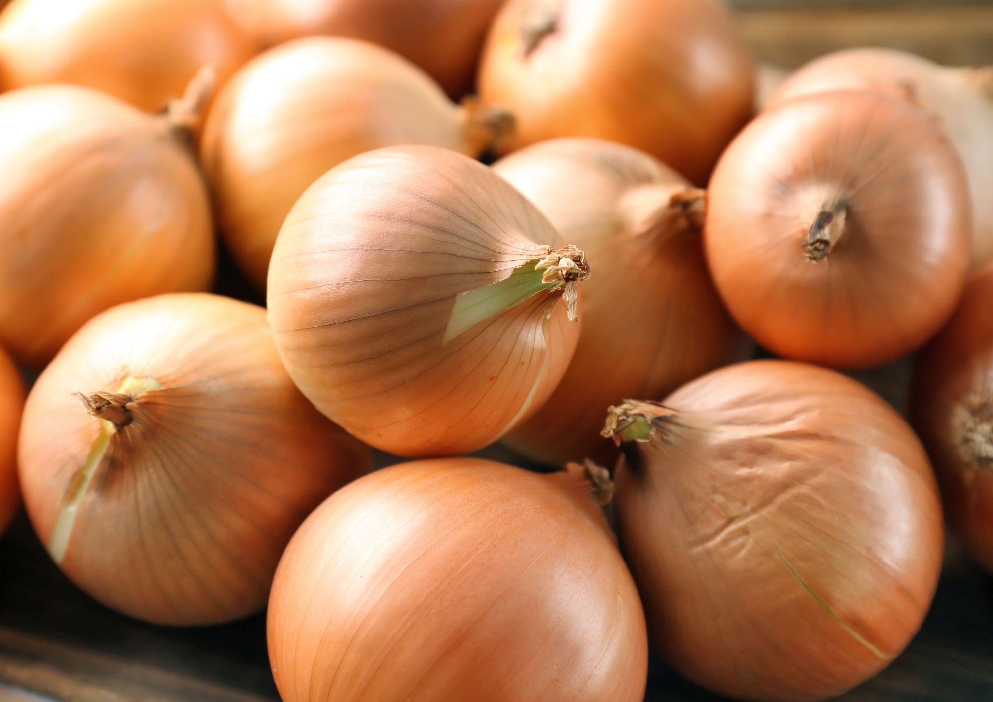 Onion Ailsa Craig - REGN