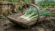 Onion Spring White Lisbon - REGN
