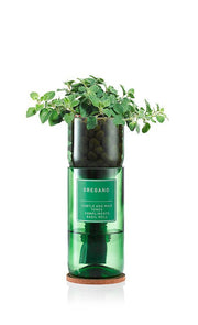 Oregano - REGN
