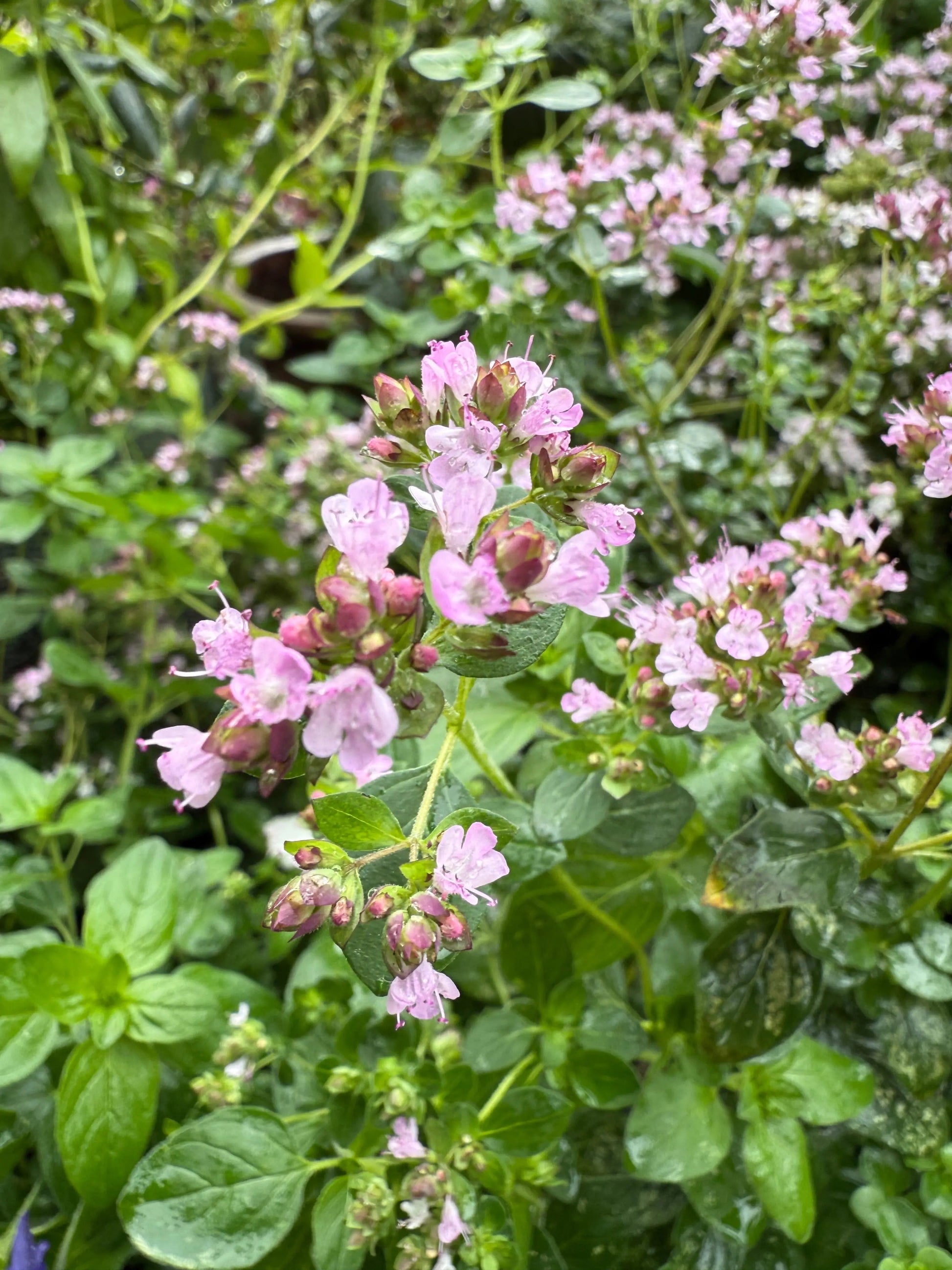 Oregano Greek - REGN