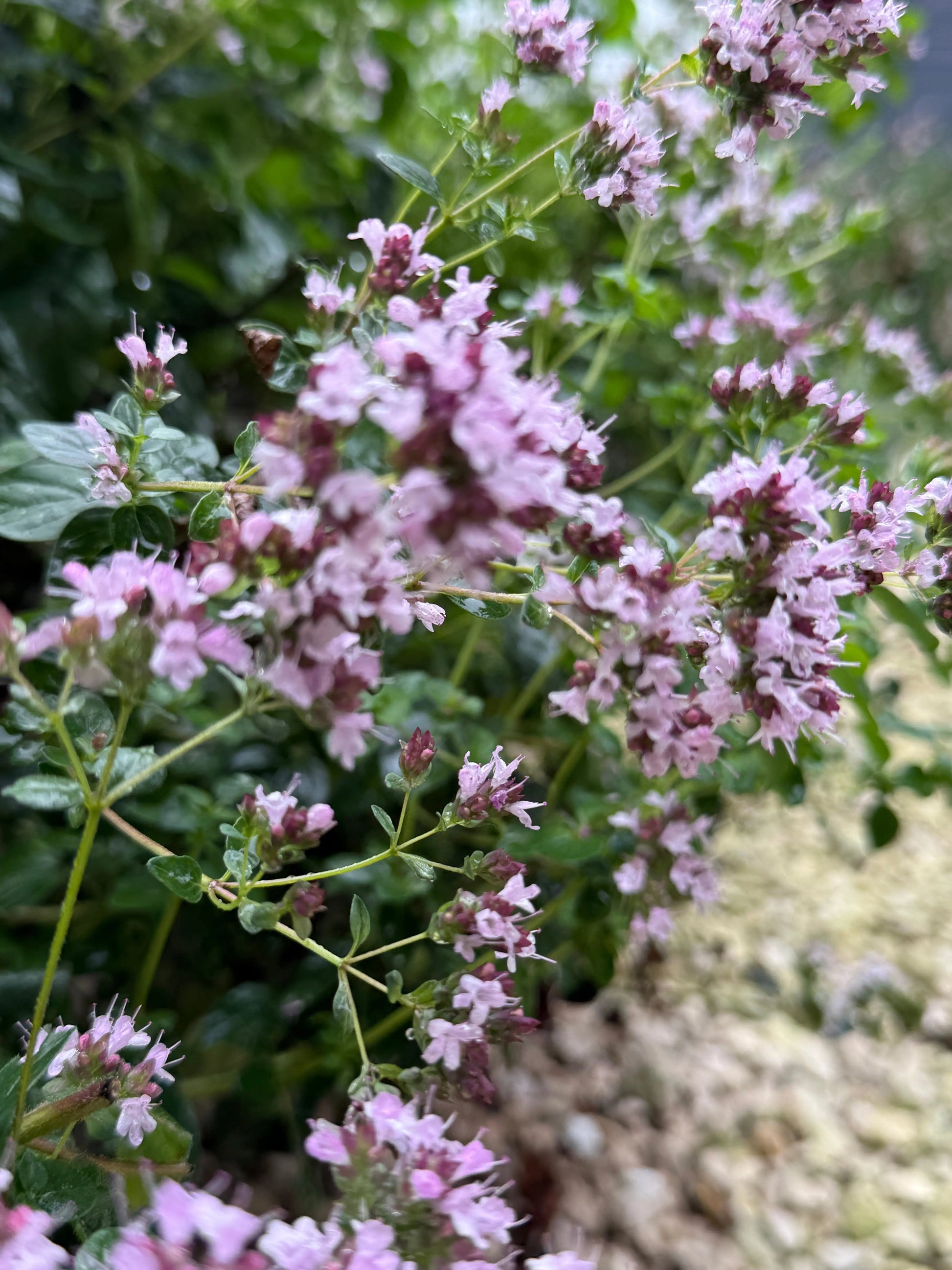 Oregano Greek - REGN