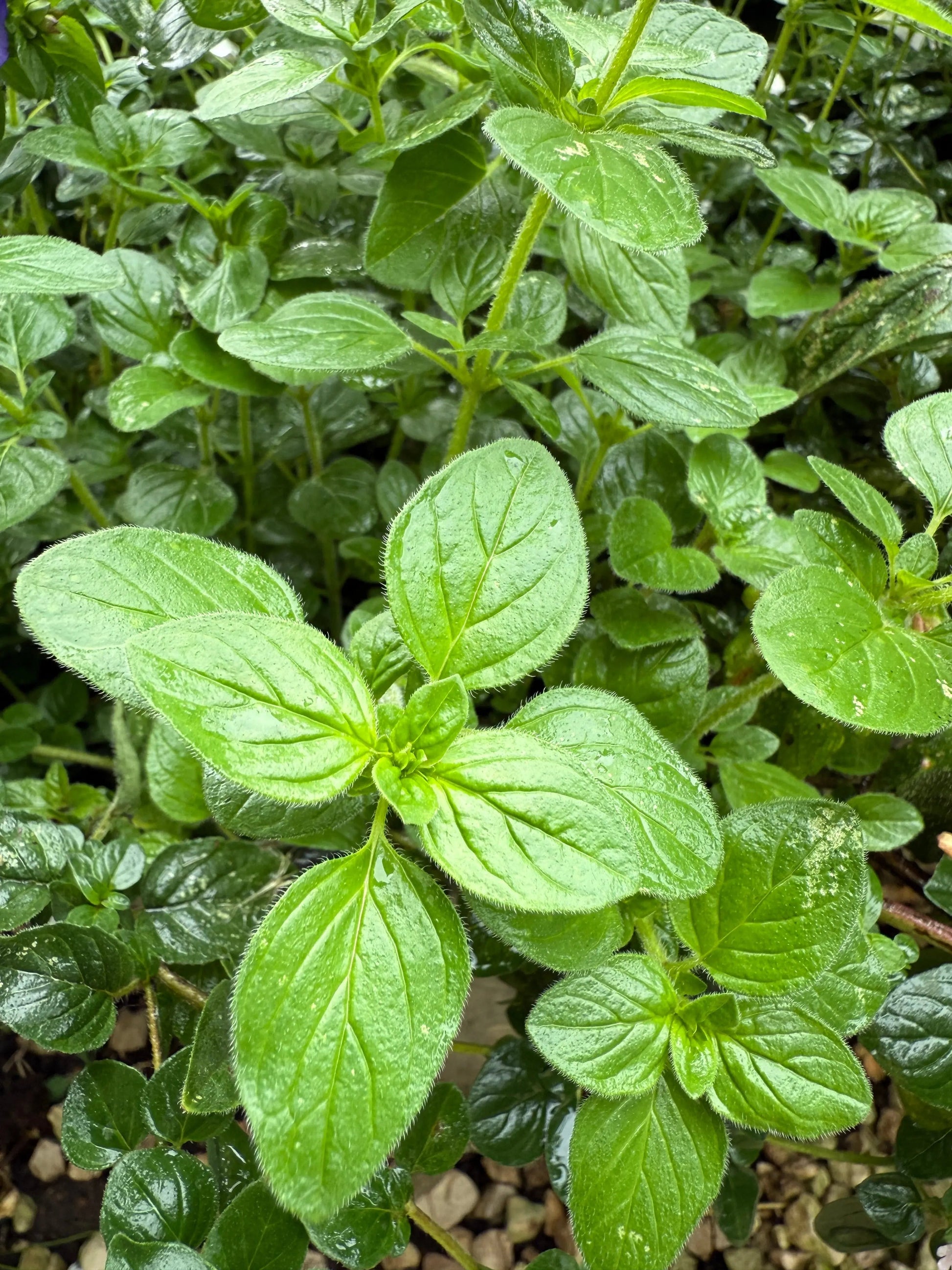 Oregano Greek - REGN