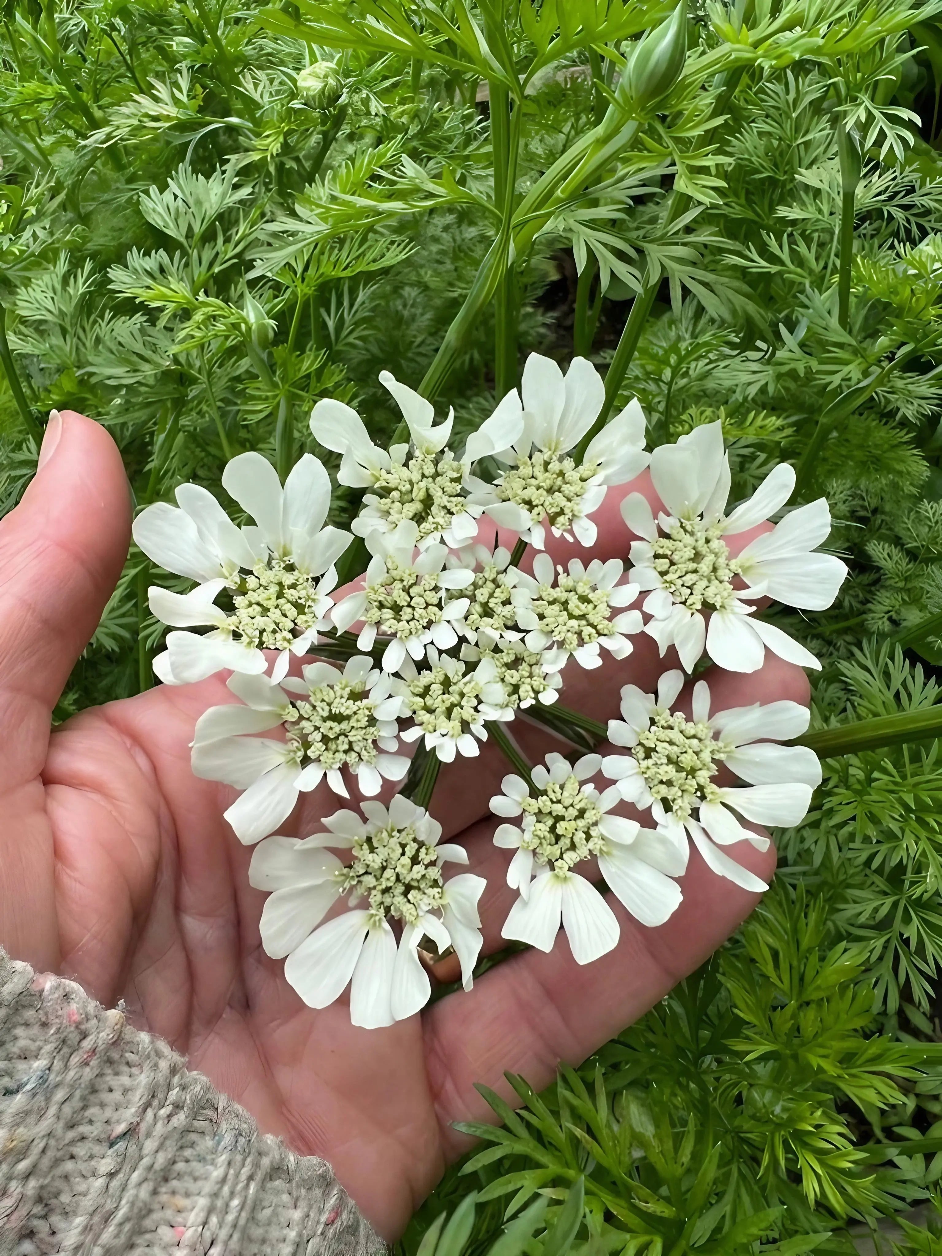 Orlaya Grandiflora - REGN
