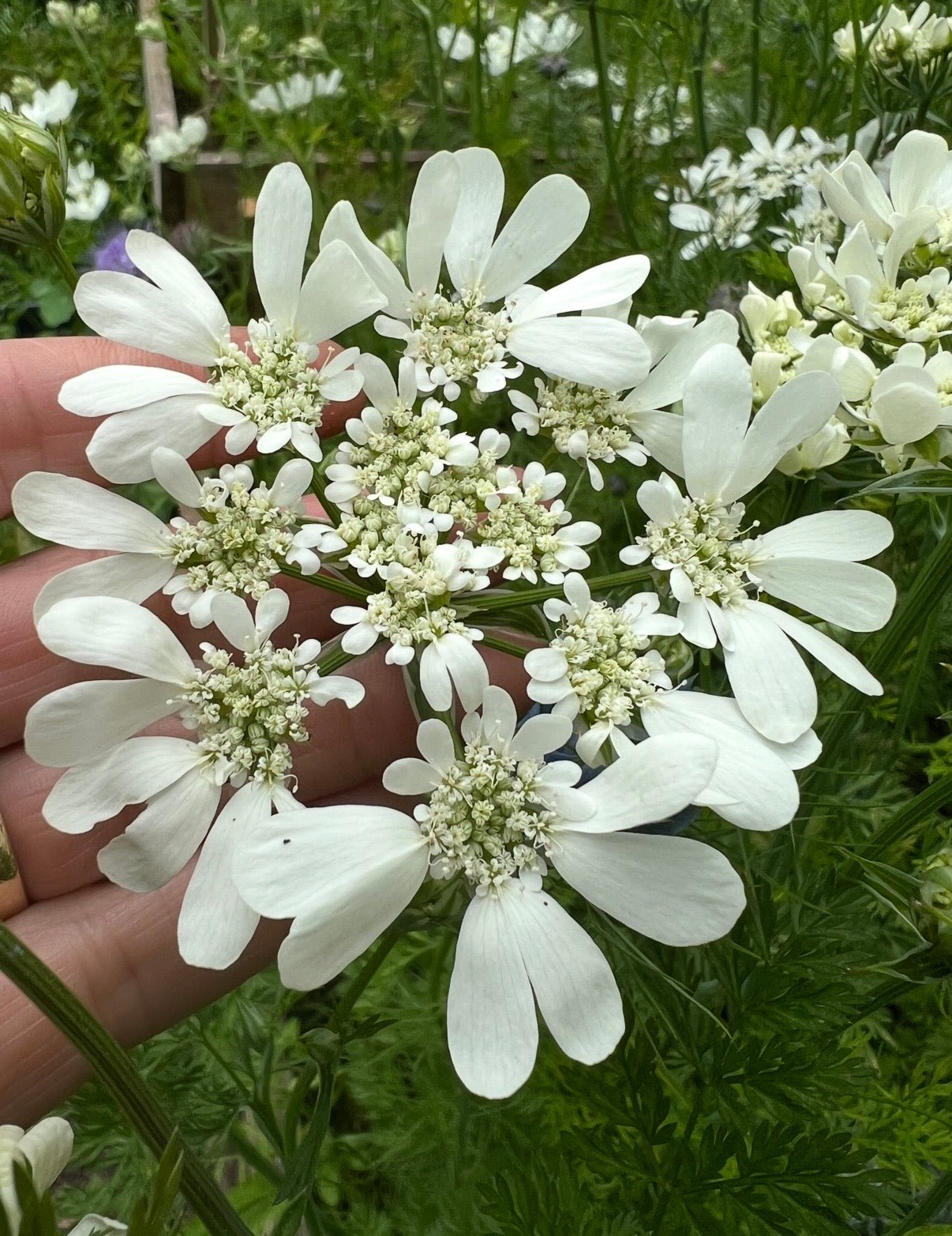 Orlaya Grandiflora - REGN