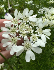 Orlaya Grandiflora - REGN
